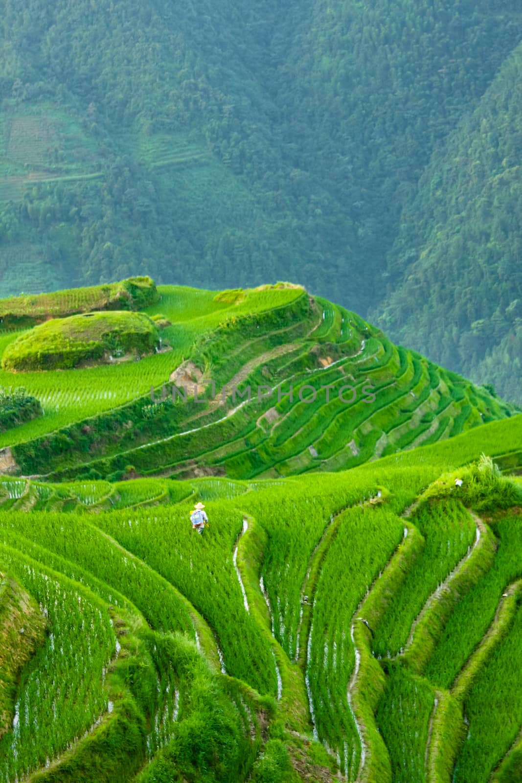 Dramatic view over rice terraces of longshen in china