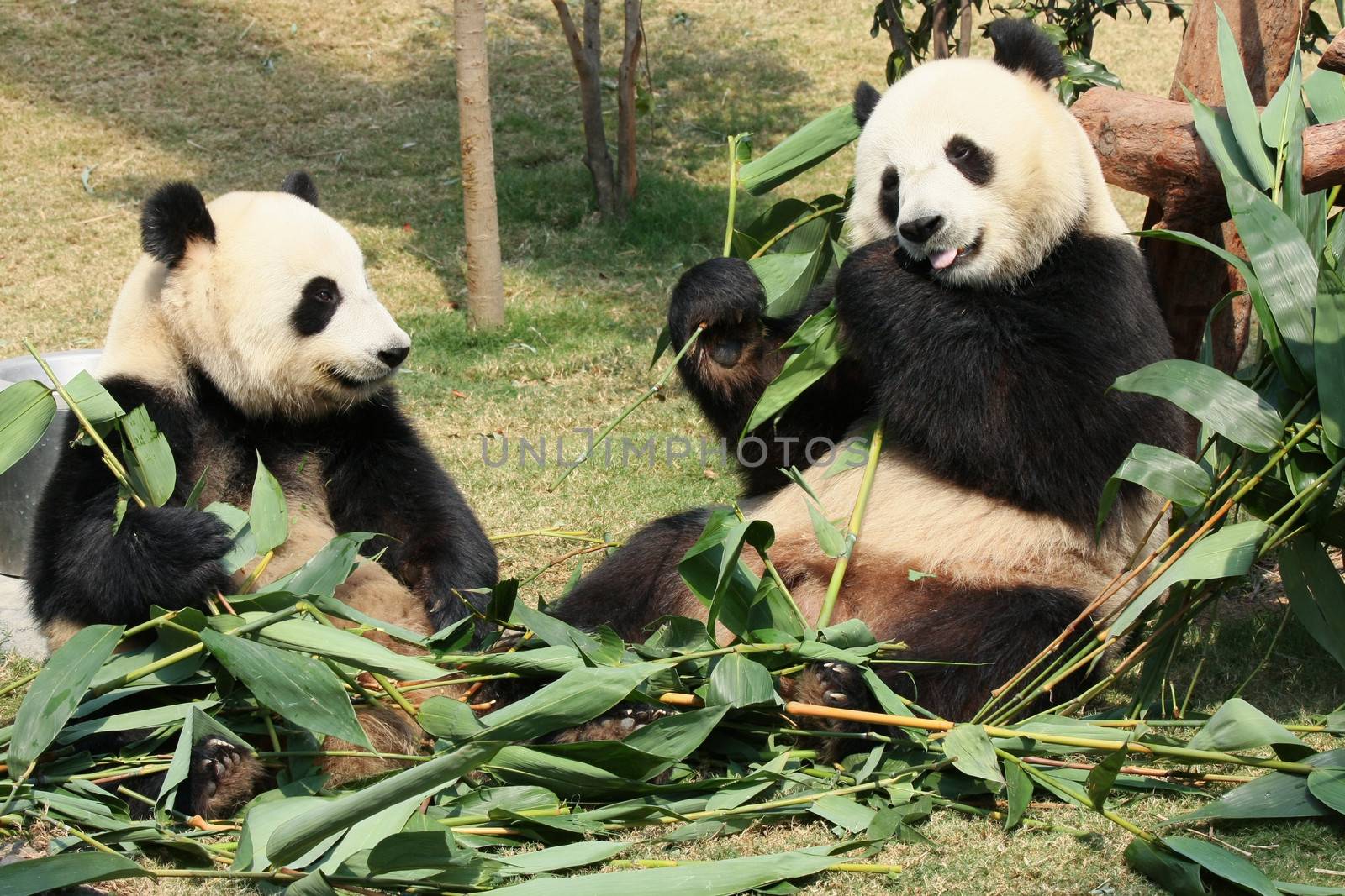 Two giant panda eating by juhku