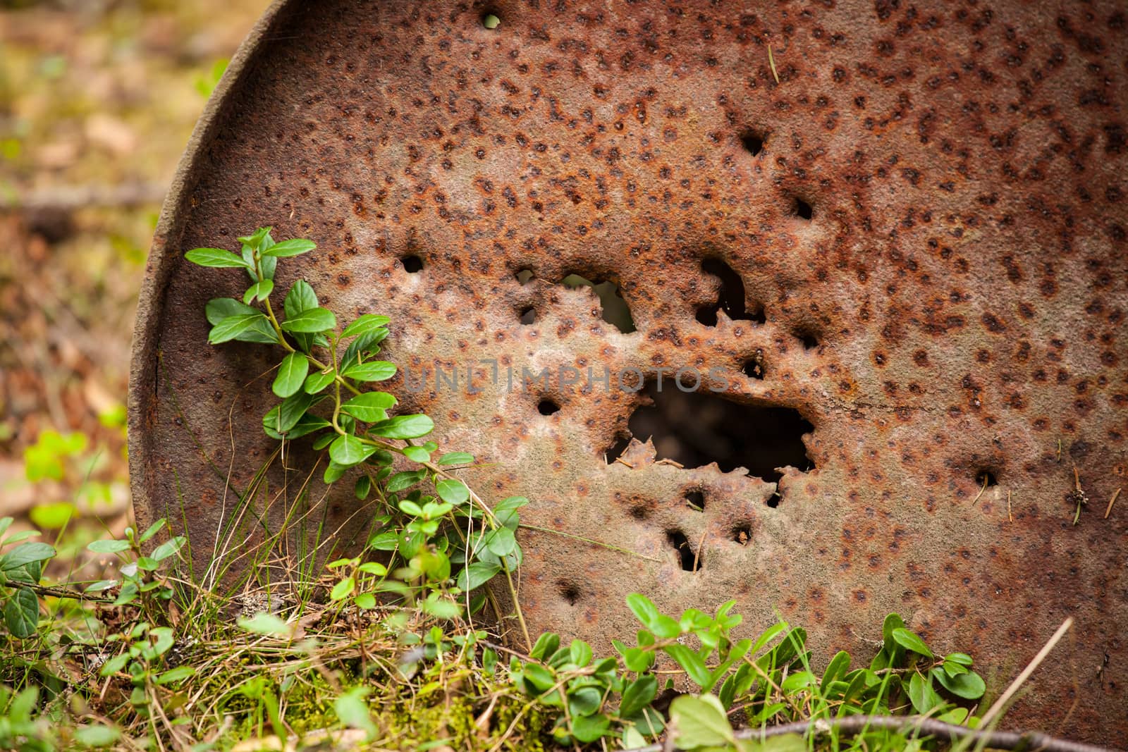 Closeup of a old rustic oil barrel and green plants