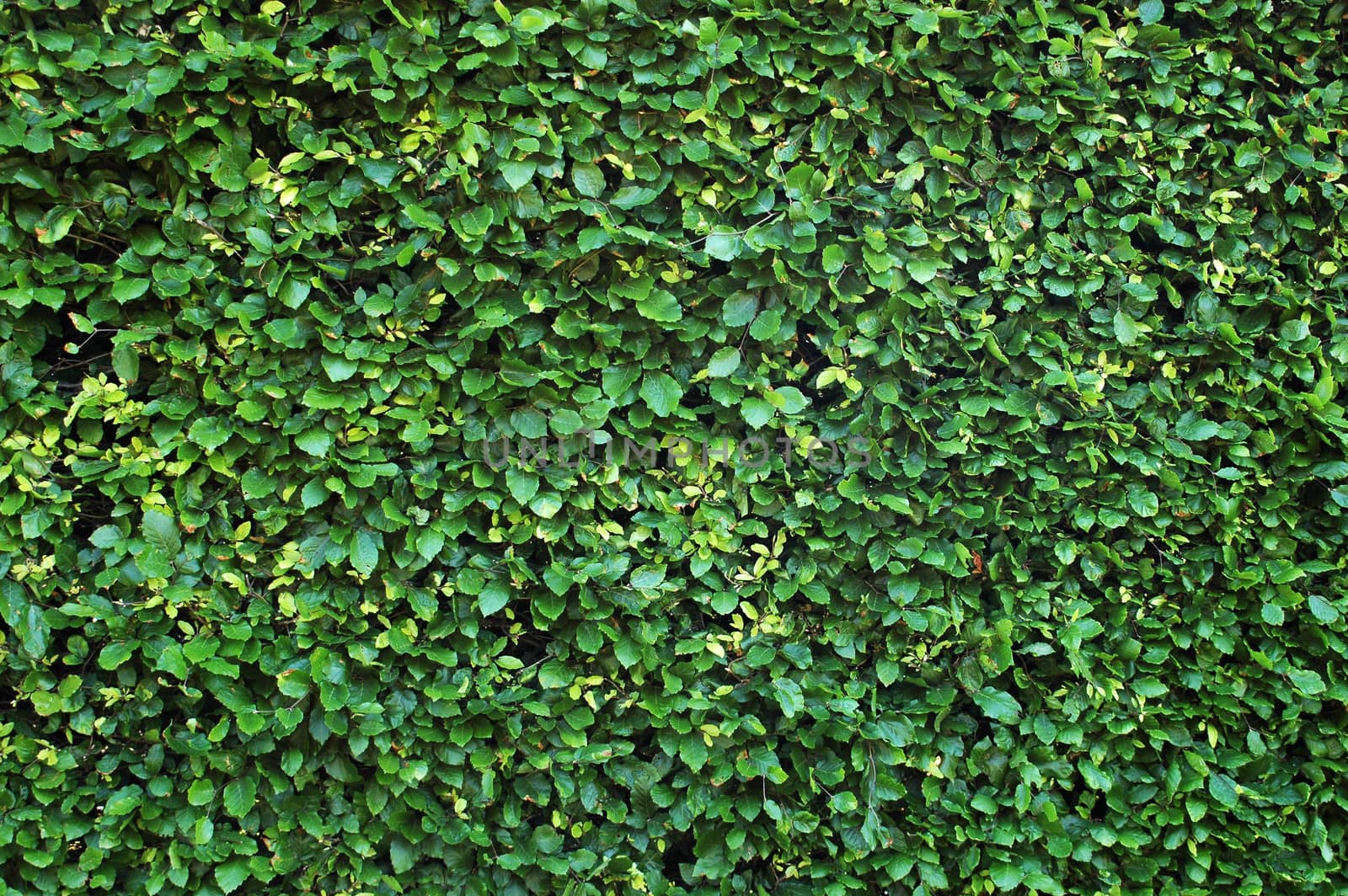 Background texture of a lush green hedge