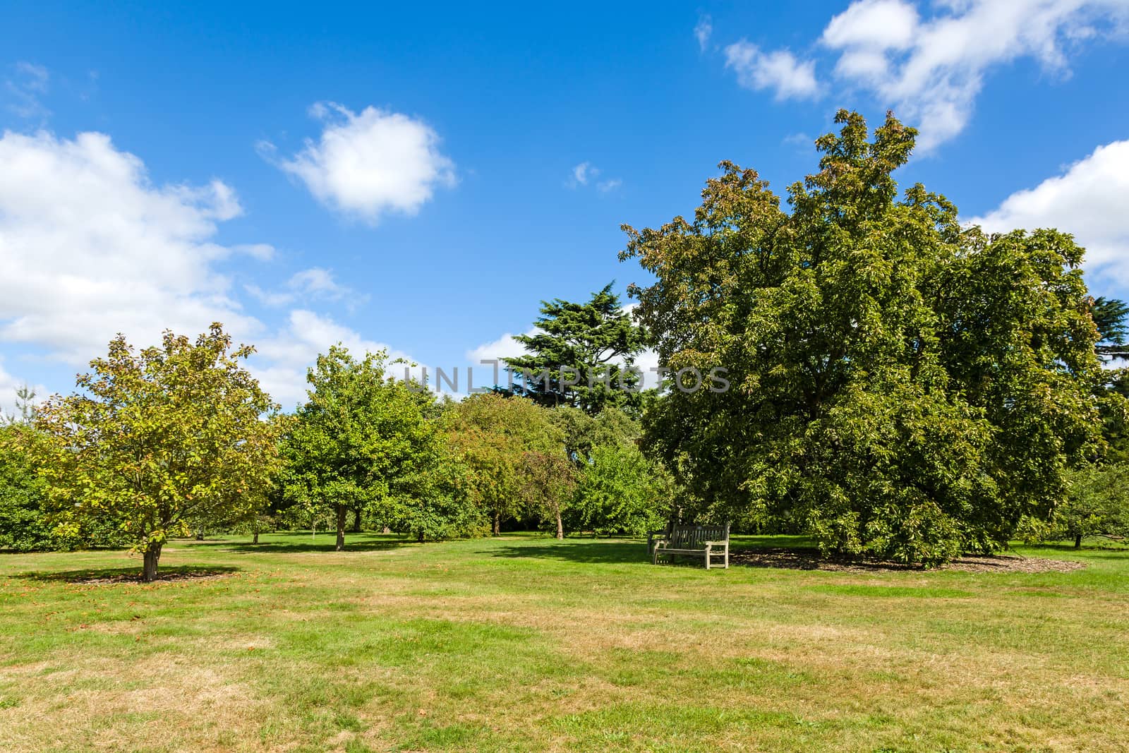 Lush Green Tranquil Woodland Garden in Sunshine by scheriton