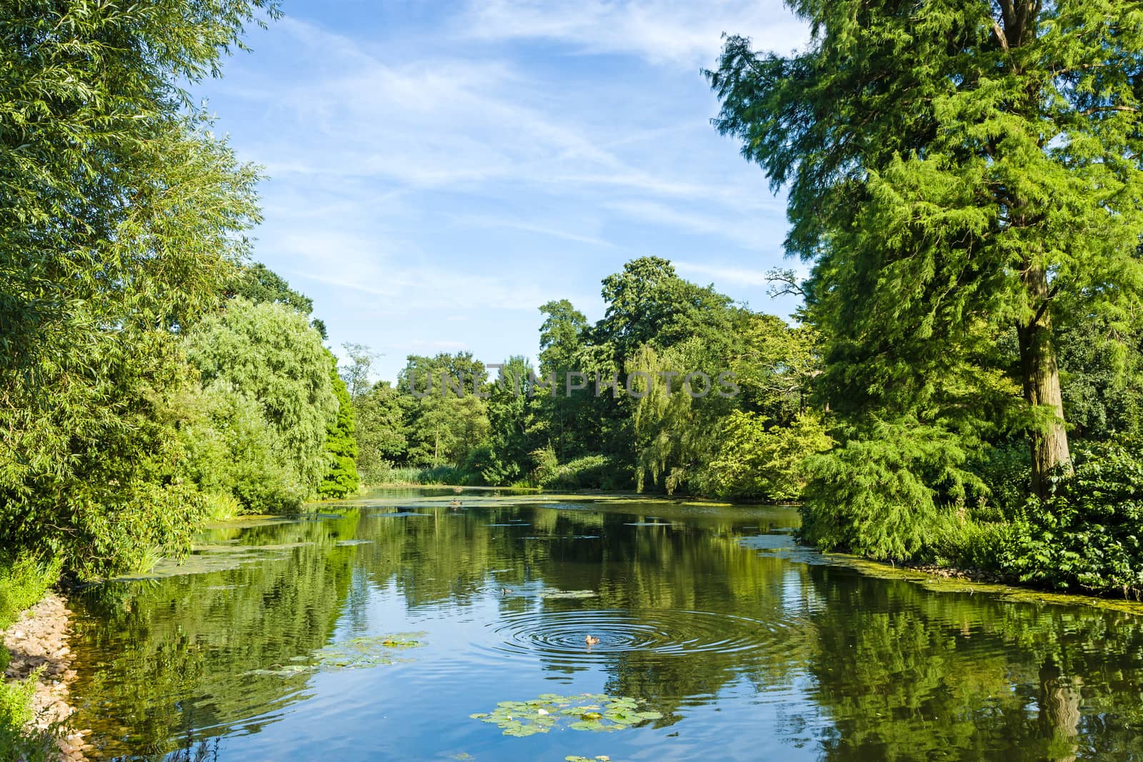 Tranquil Pond Framed by Lush Green Woodland Park by scheriton