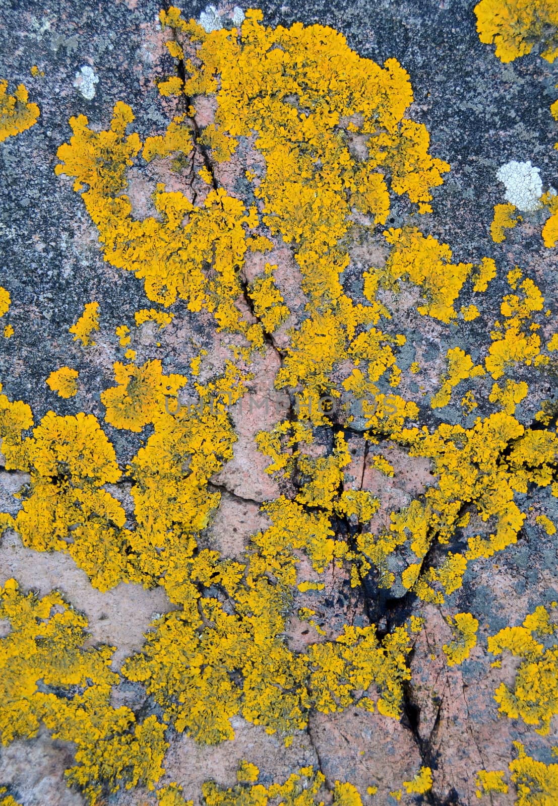 Lichen by mrdoomits