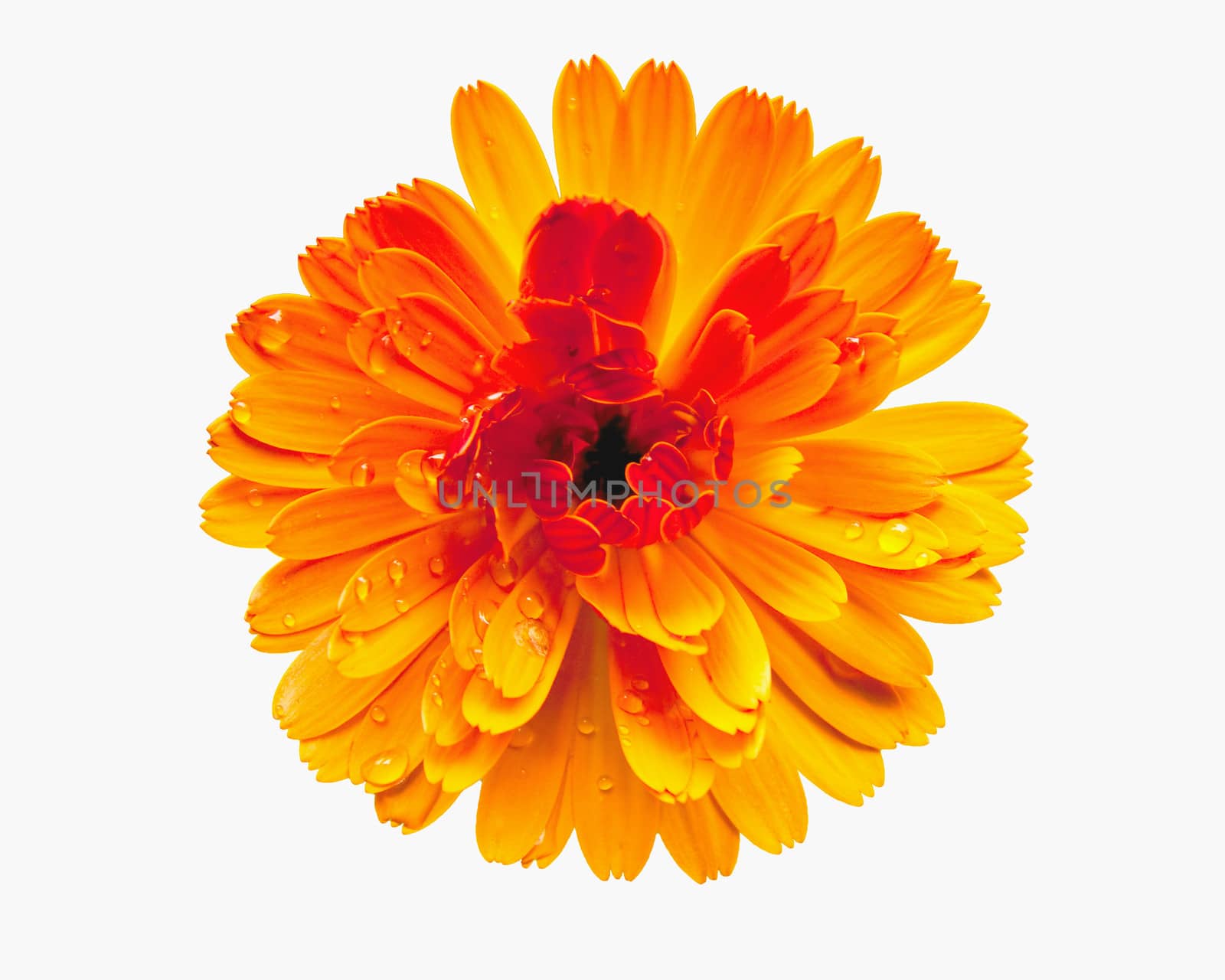 Yellow flower isolated on white  by juhku