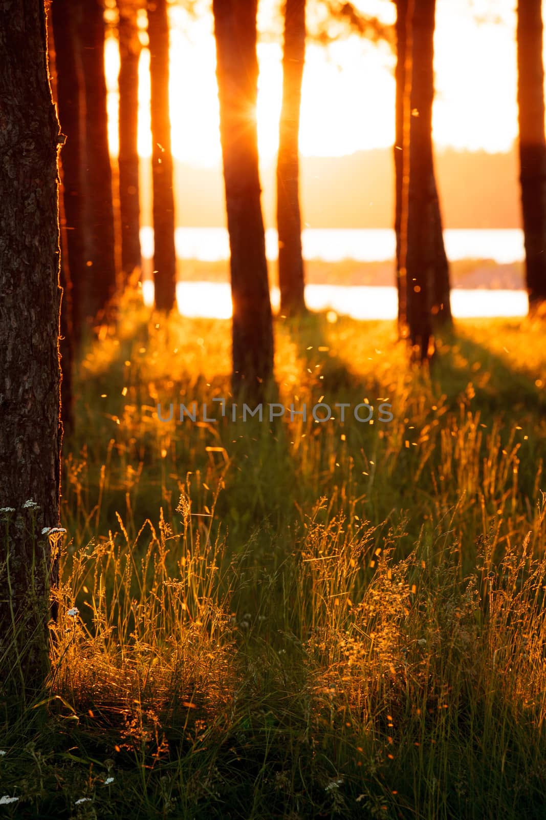 Tree silhouettes and long hay in golden evening sun light