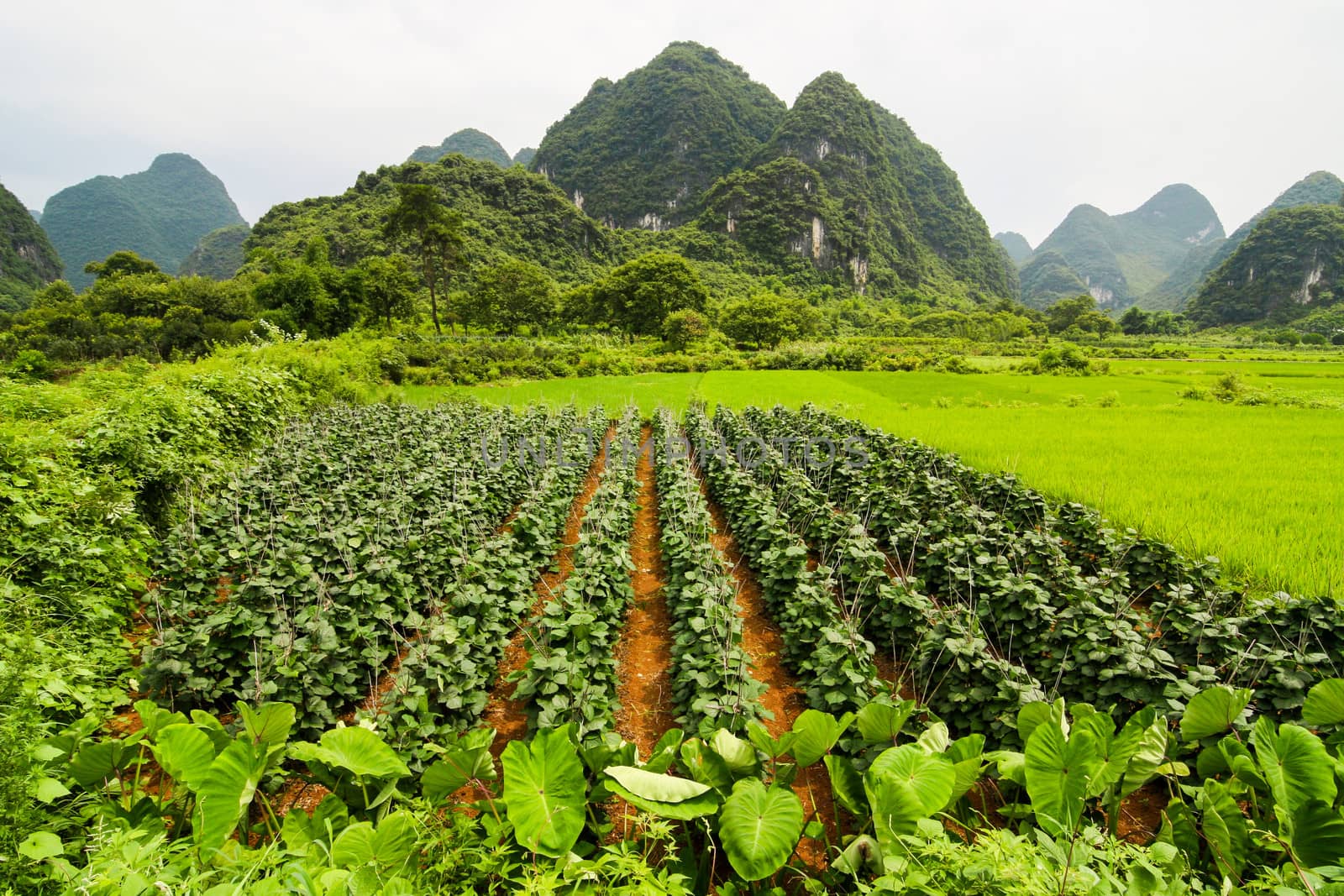 Agriculture and beaturiful karst mountains china