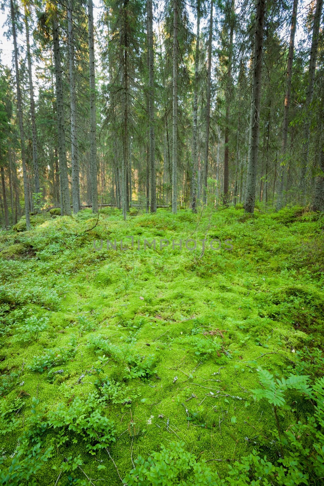 Lush forest floor in finland