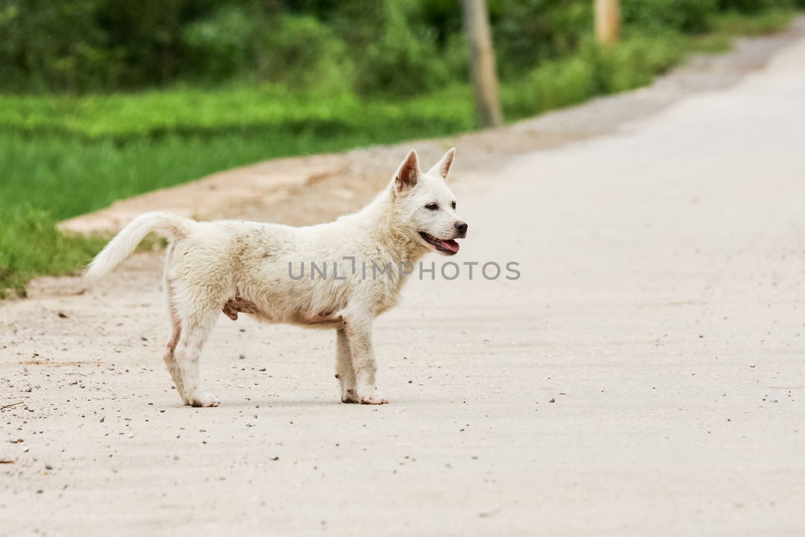 Cute white puppy in asia by juhku