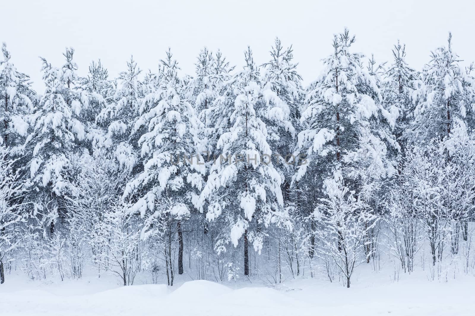 Forest trees covered in snow