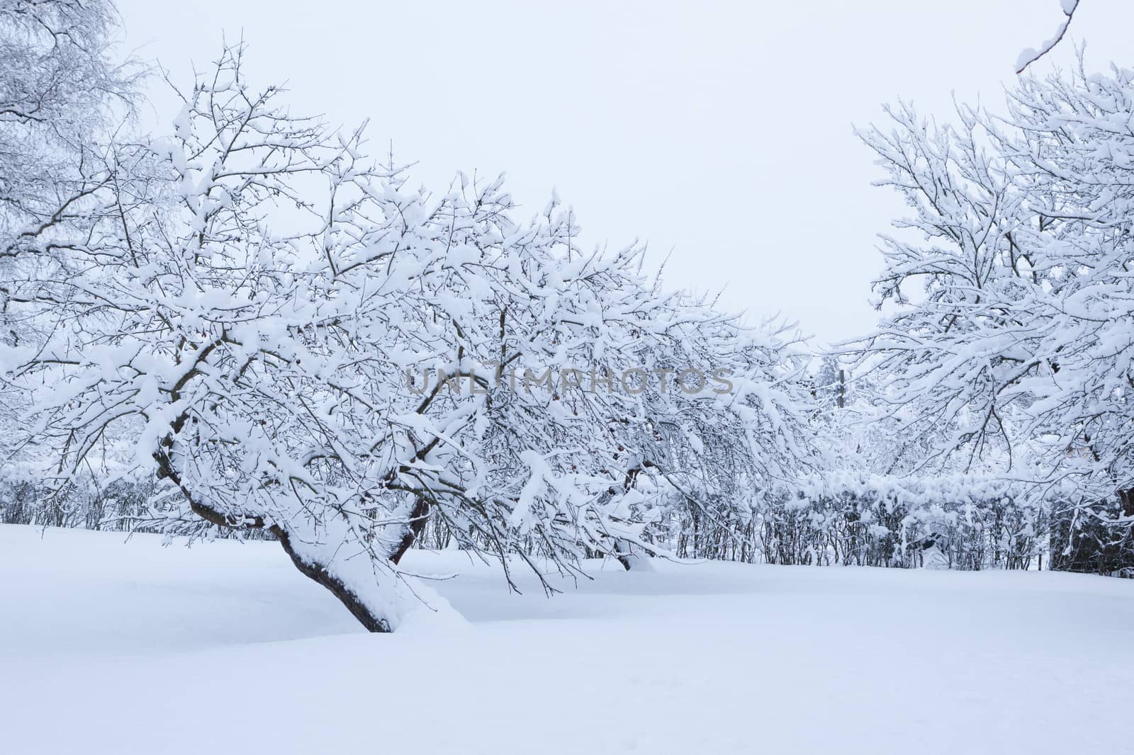 Garden and apple trees covered in snow by juhku