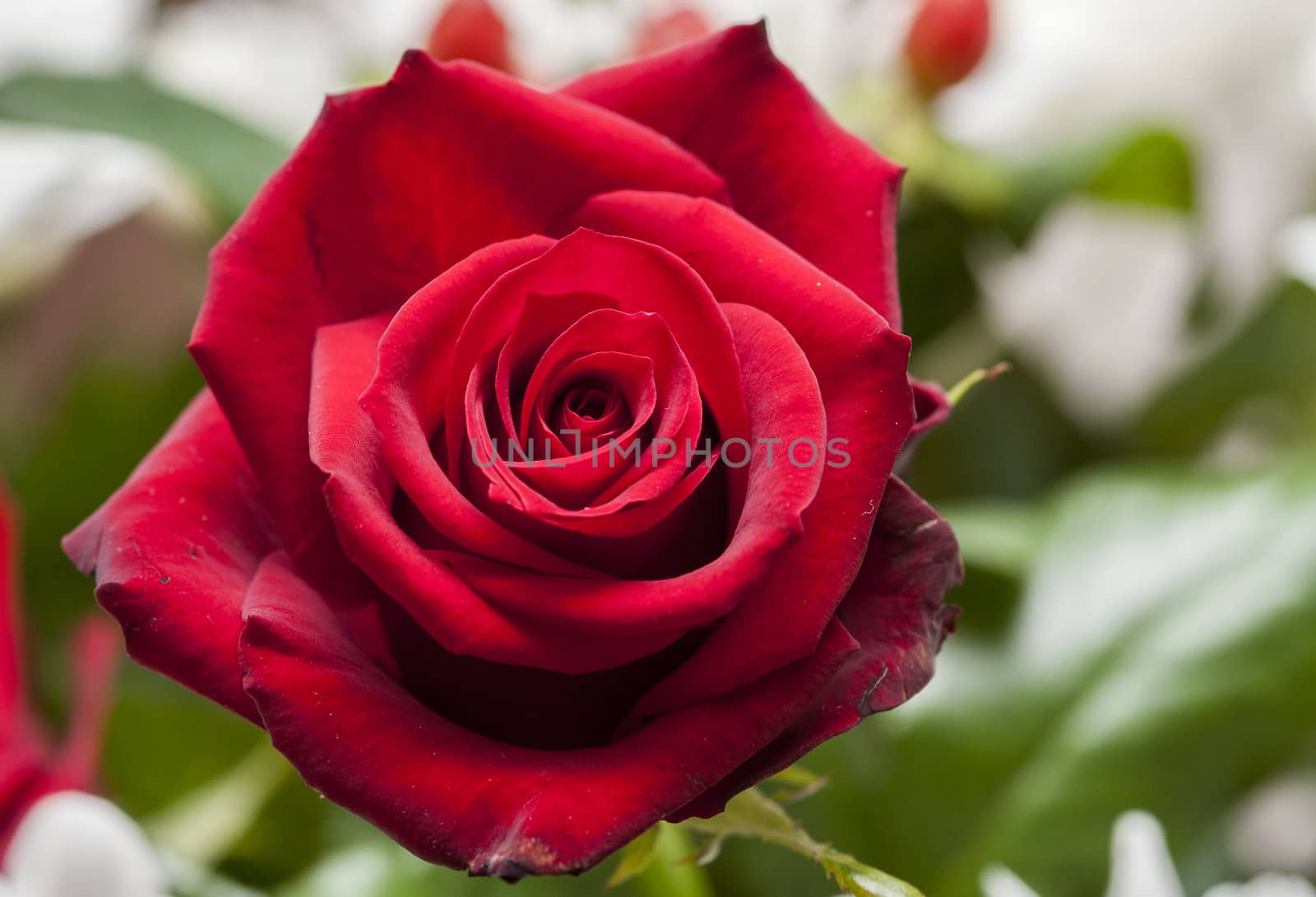 red rose by compuinfoto