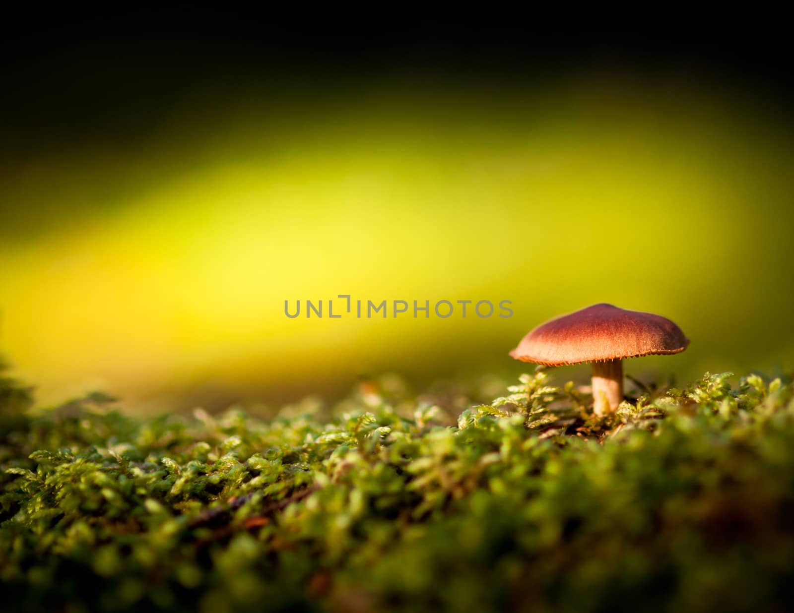 Colorful view of a mushroom and moss by juhku