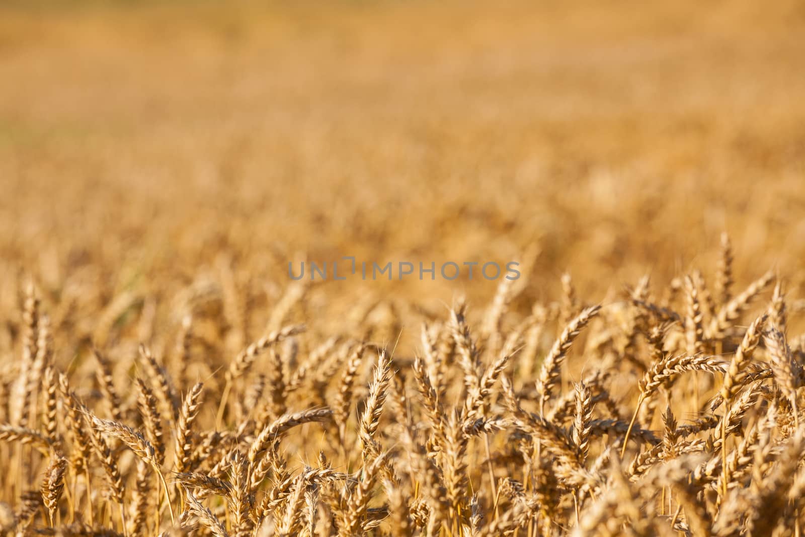 golden color wheat background  by juhku