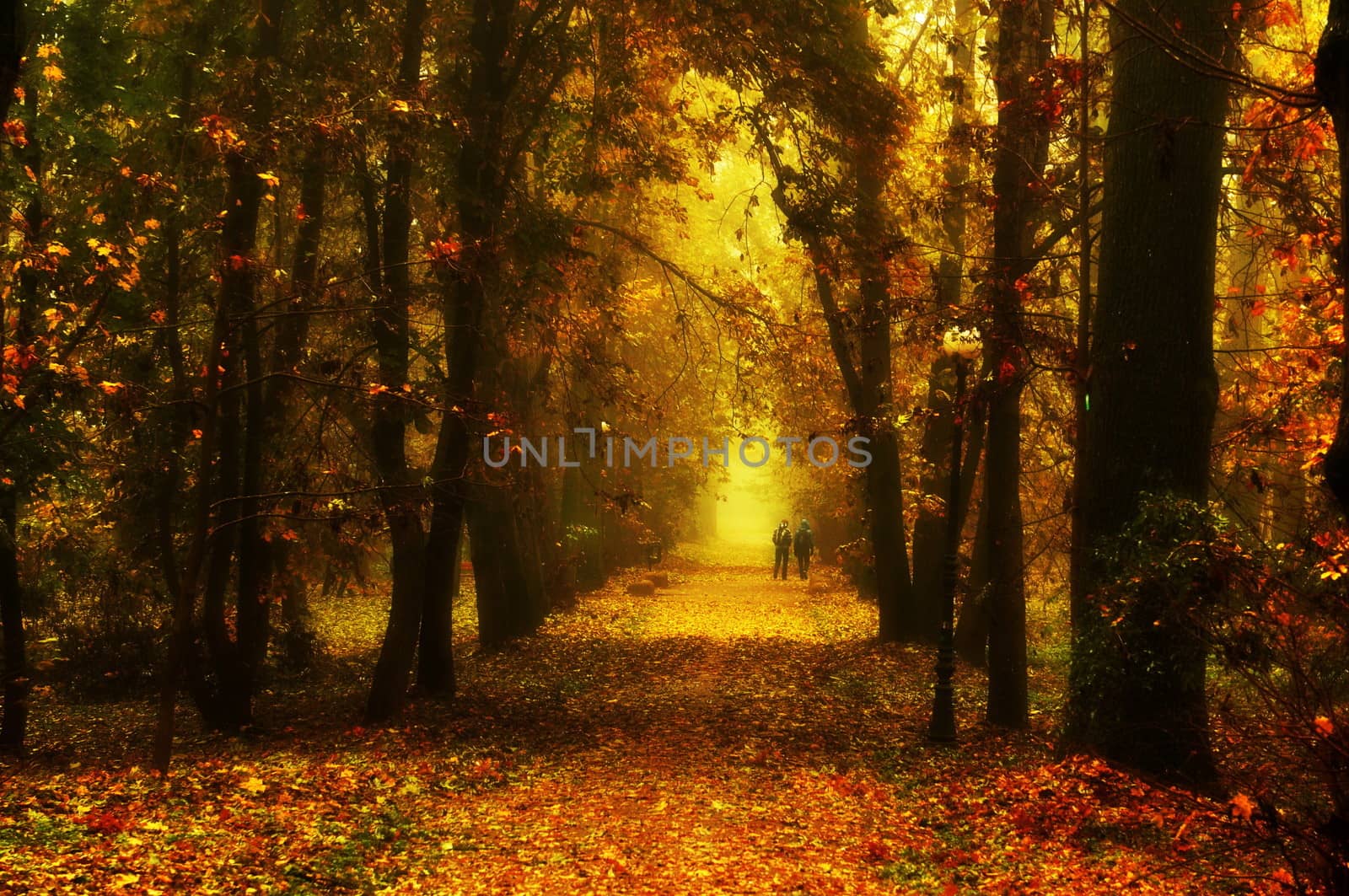 Beautiful autumn park by jarek78