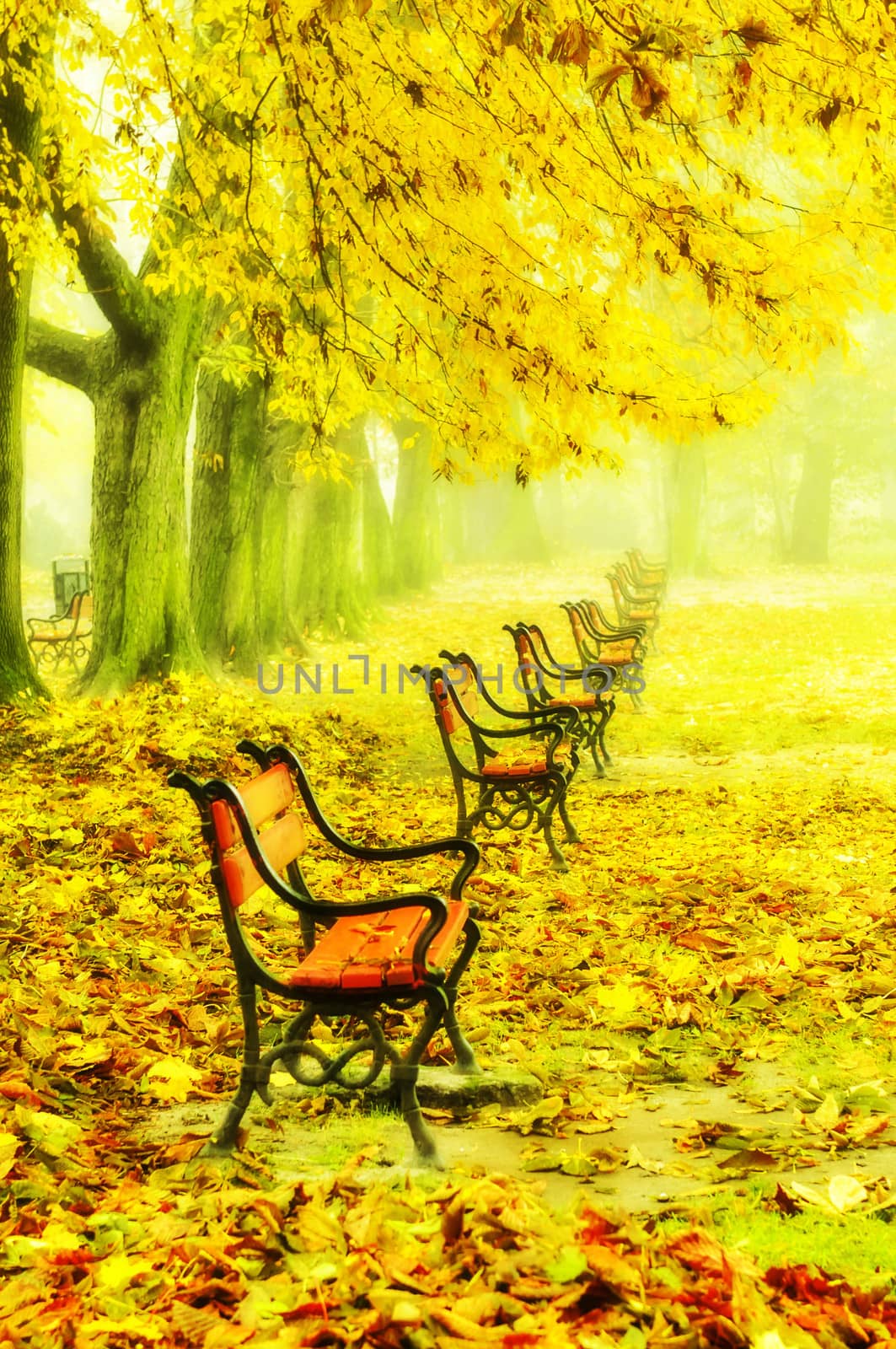 Red benches in a beautiful autumn park with fallen leaves