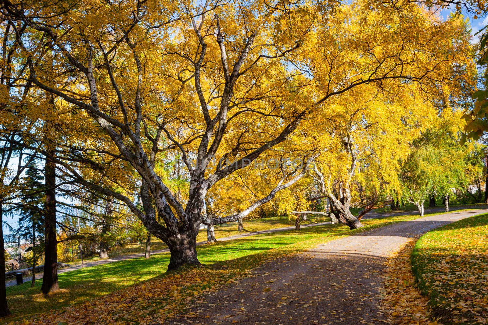 Peaceful park with autumn colors in trees