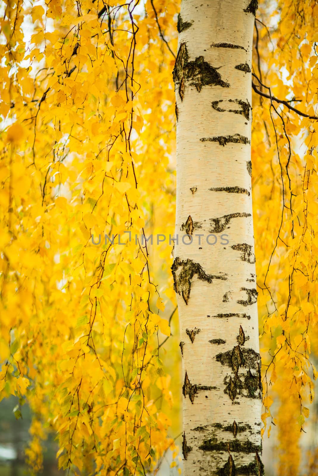Birch trunk and vibrant yellow leaves
