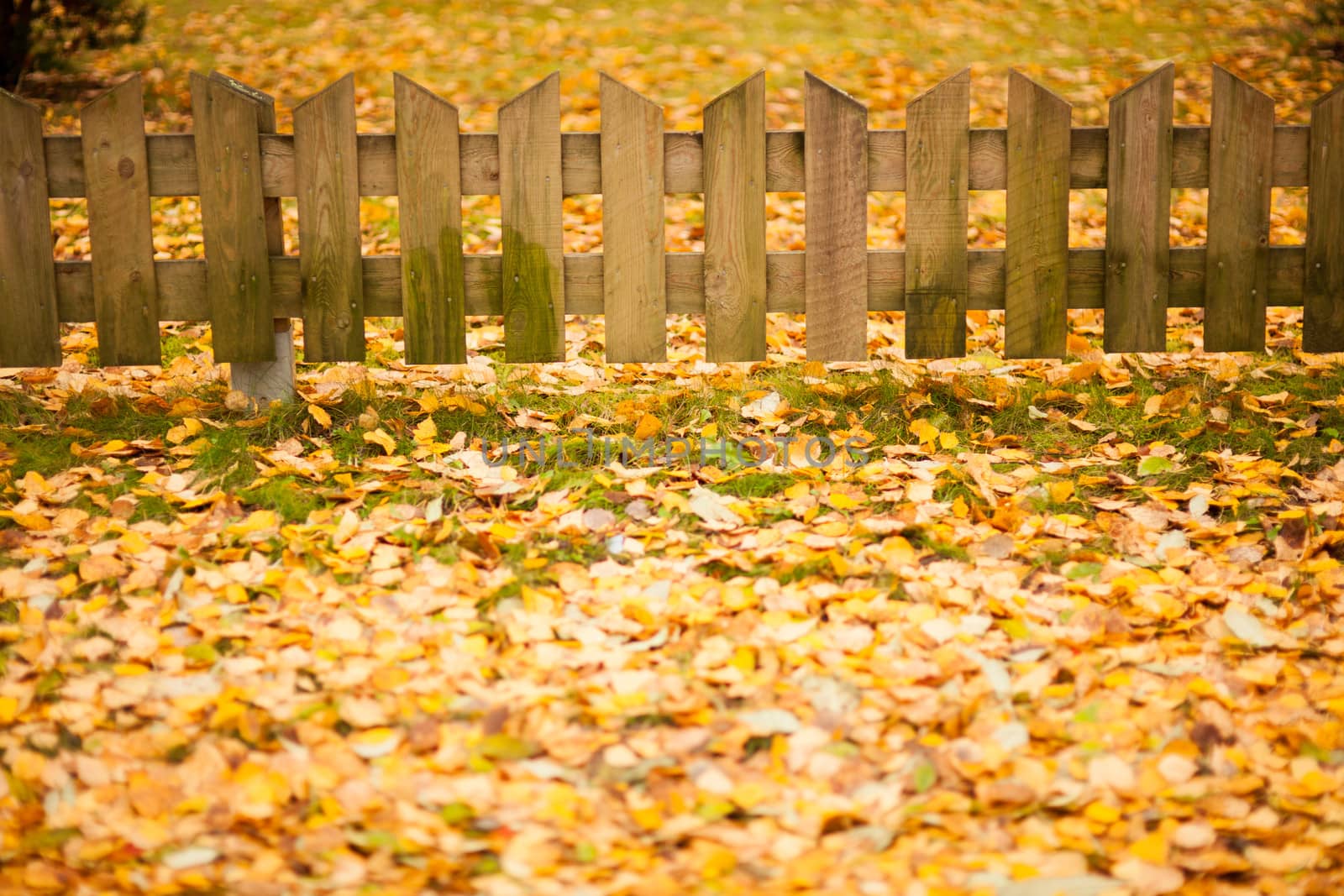 Small wooden fence and yellow leaves of autumn