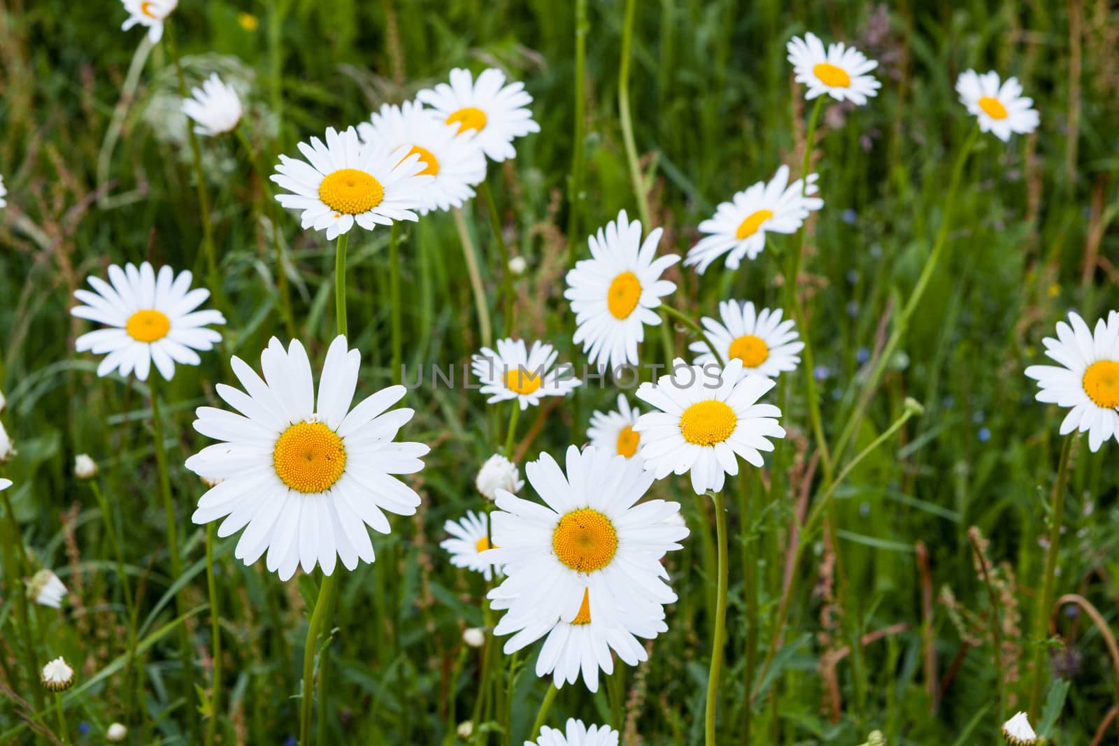 Group of daisy flowers in meadow by juhku