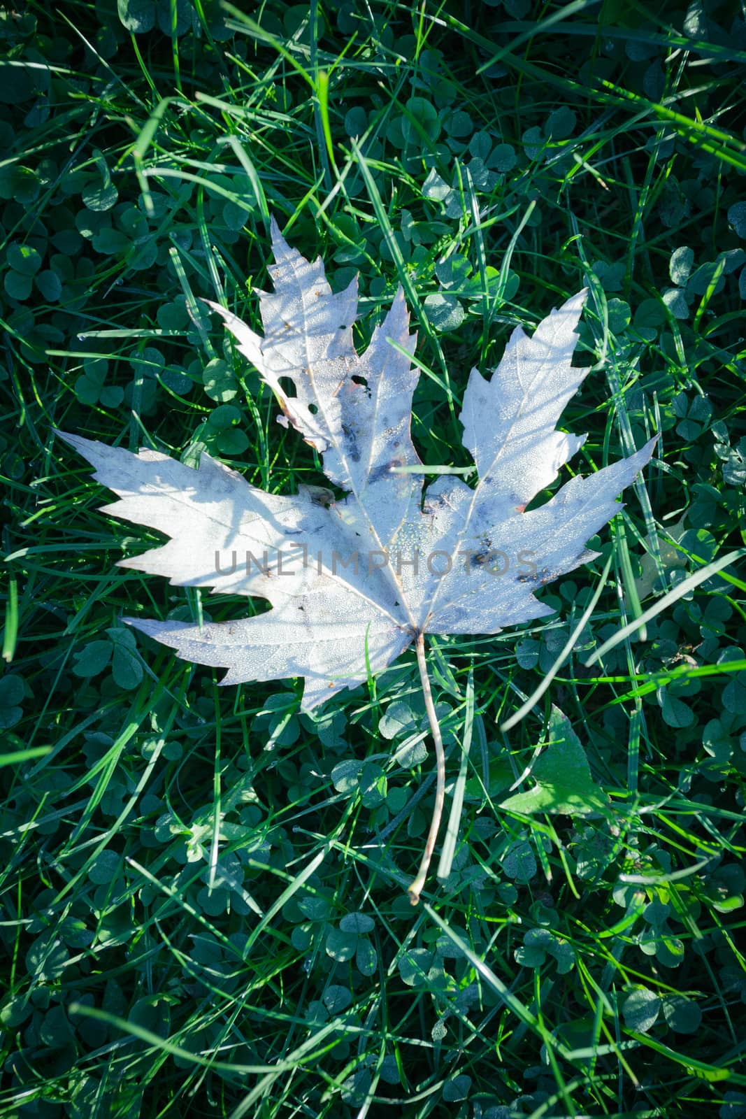 white leaf on grass at serene autumn morning