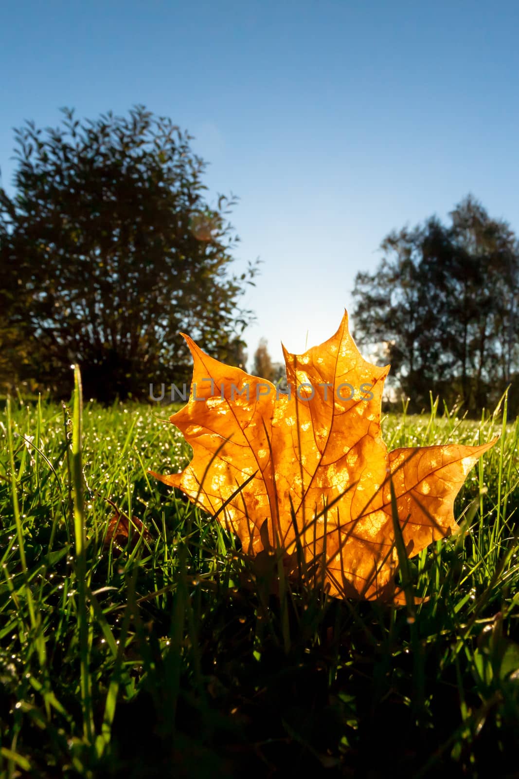Orange leaf illuminated by backlight of morning sun