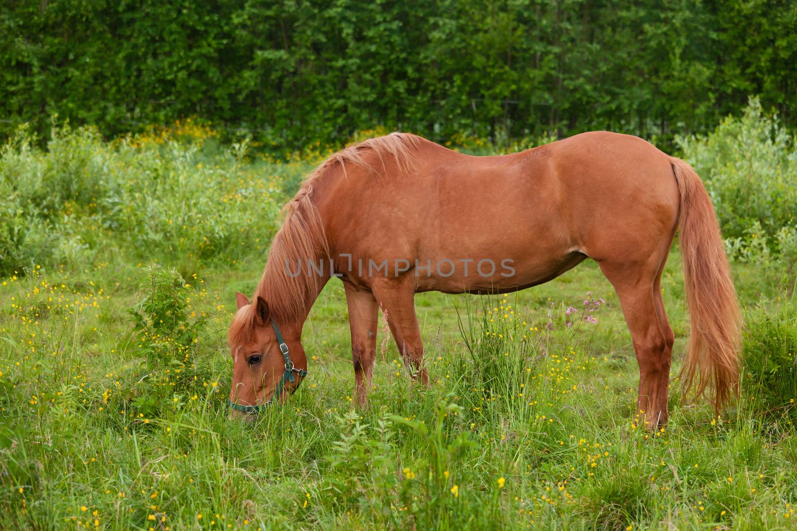 Horse eating at pasture meadow by juhku