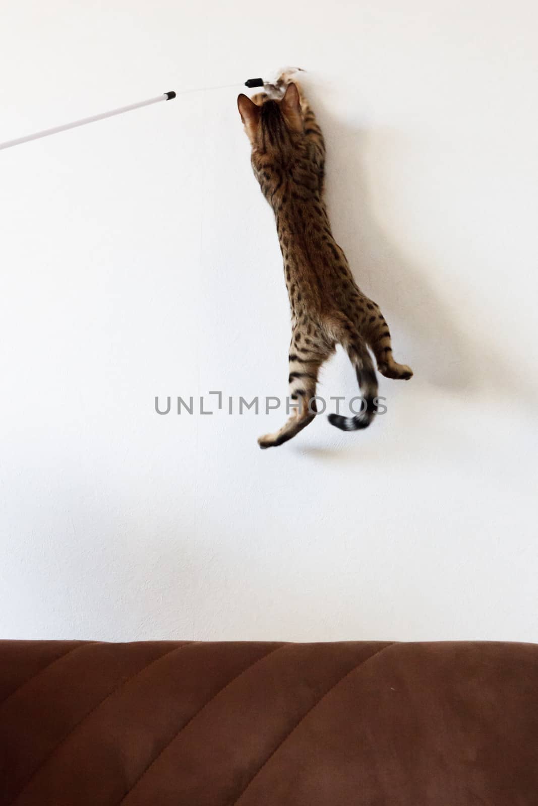 Cat playing and jump high on the wall by juhku