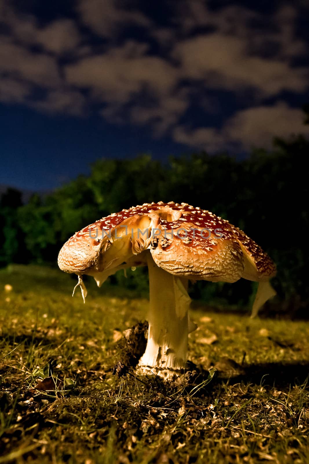 Amanita mushroom at night by juhku