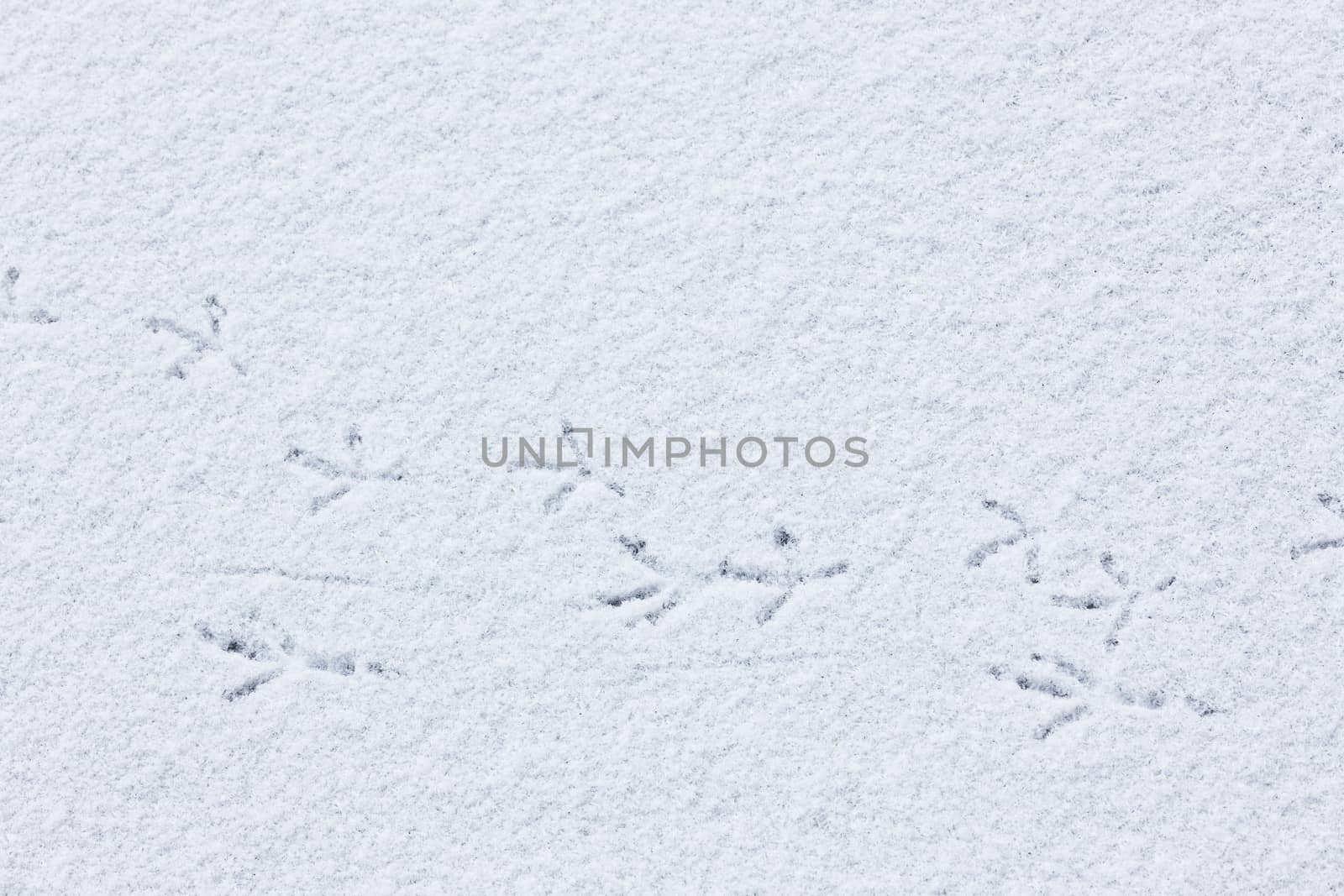 Bird tracks on snow closeup
