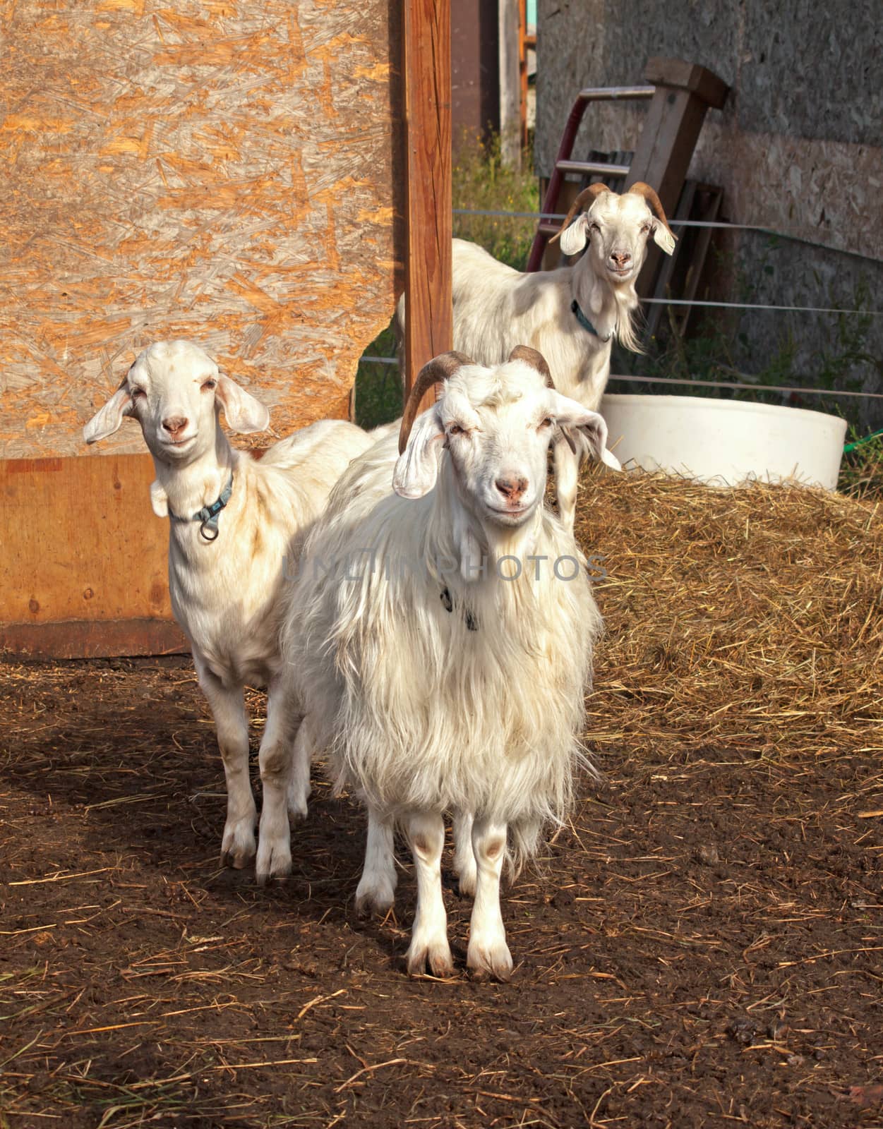 three adorable and curious goats outside their barn