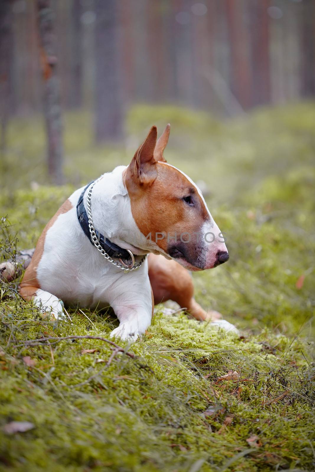 The red English bull terrier lies in the wood by Azaliya