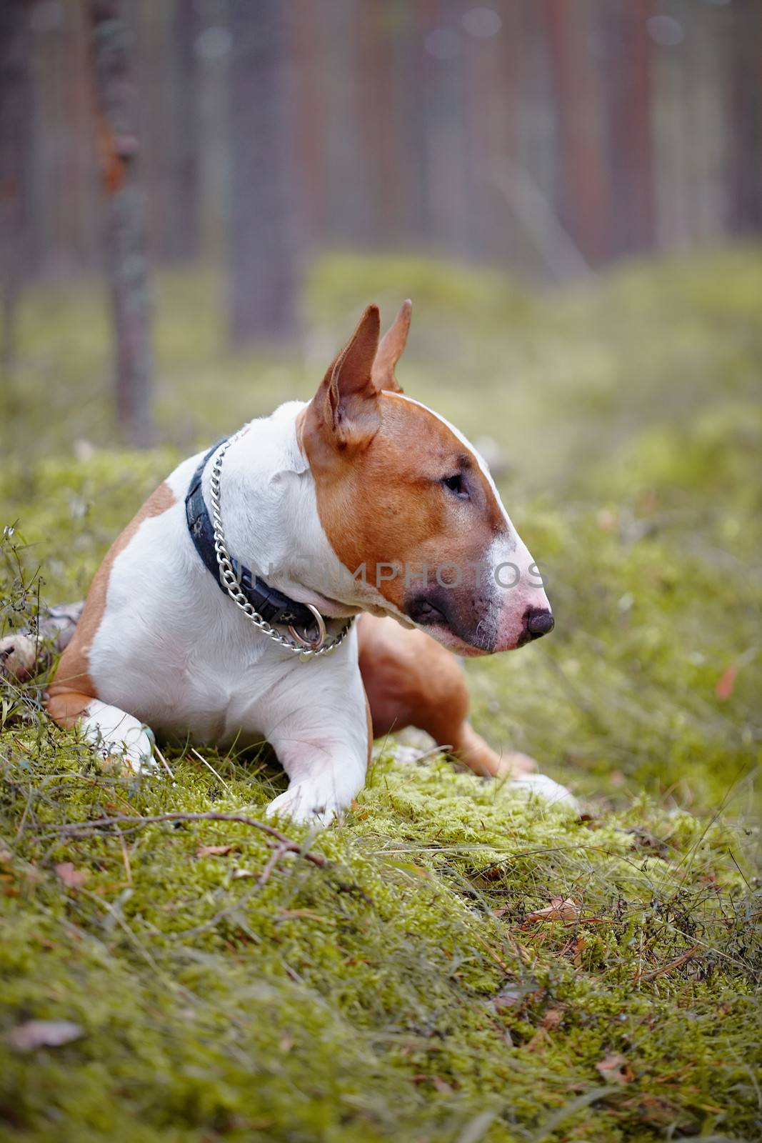 English bull terrier. Thoroughbred dog. Canine friend. Red dog. Bull terrier in the wood.