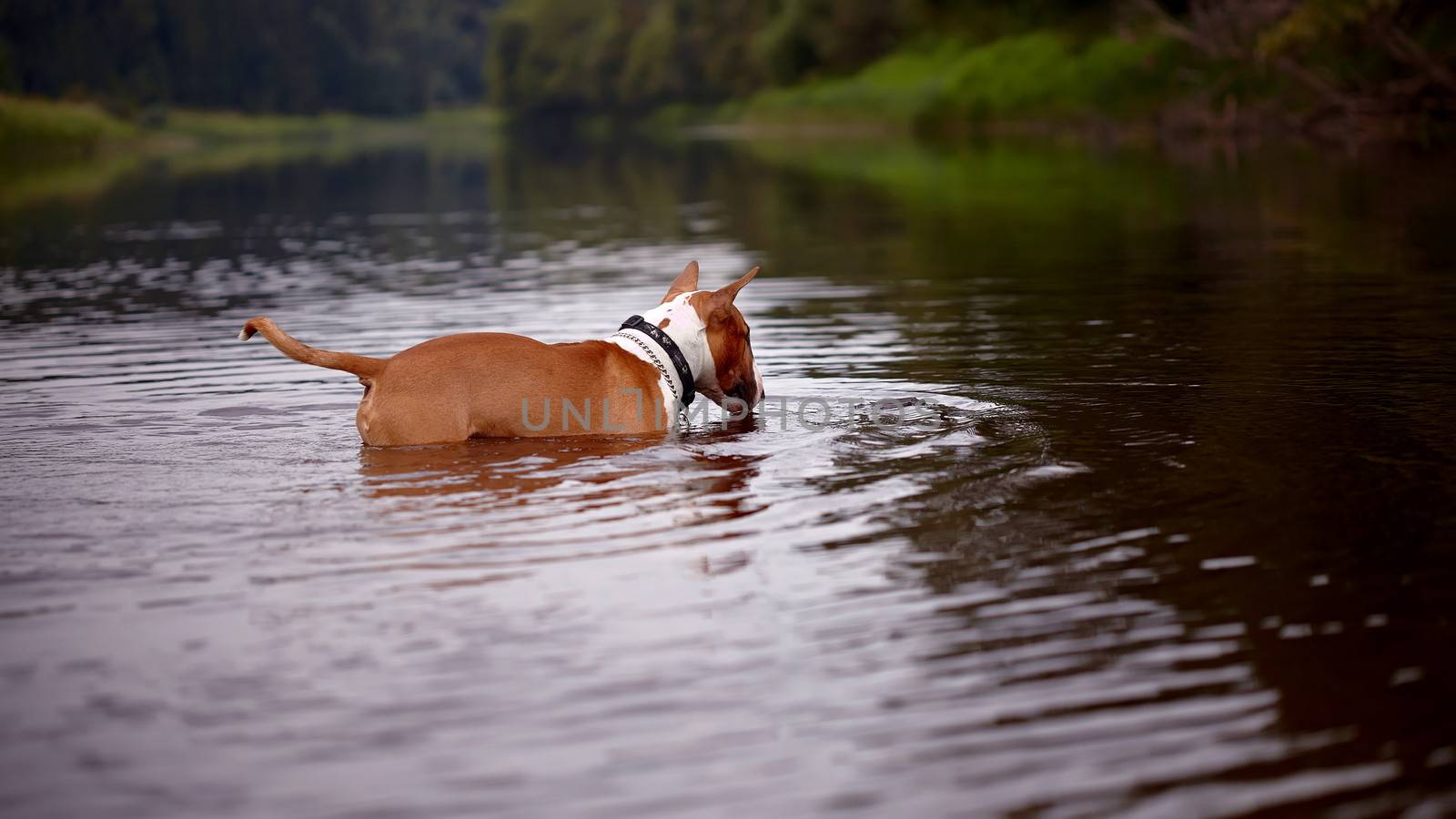 English bull terrier. Thoroughbred dog. Canine friend. Red dog. The bull terrier plays in the river