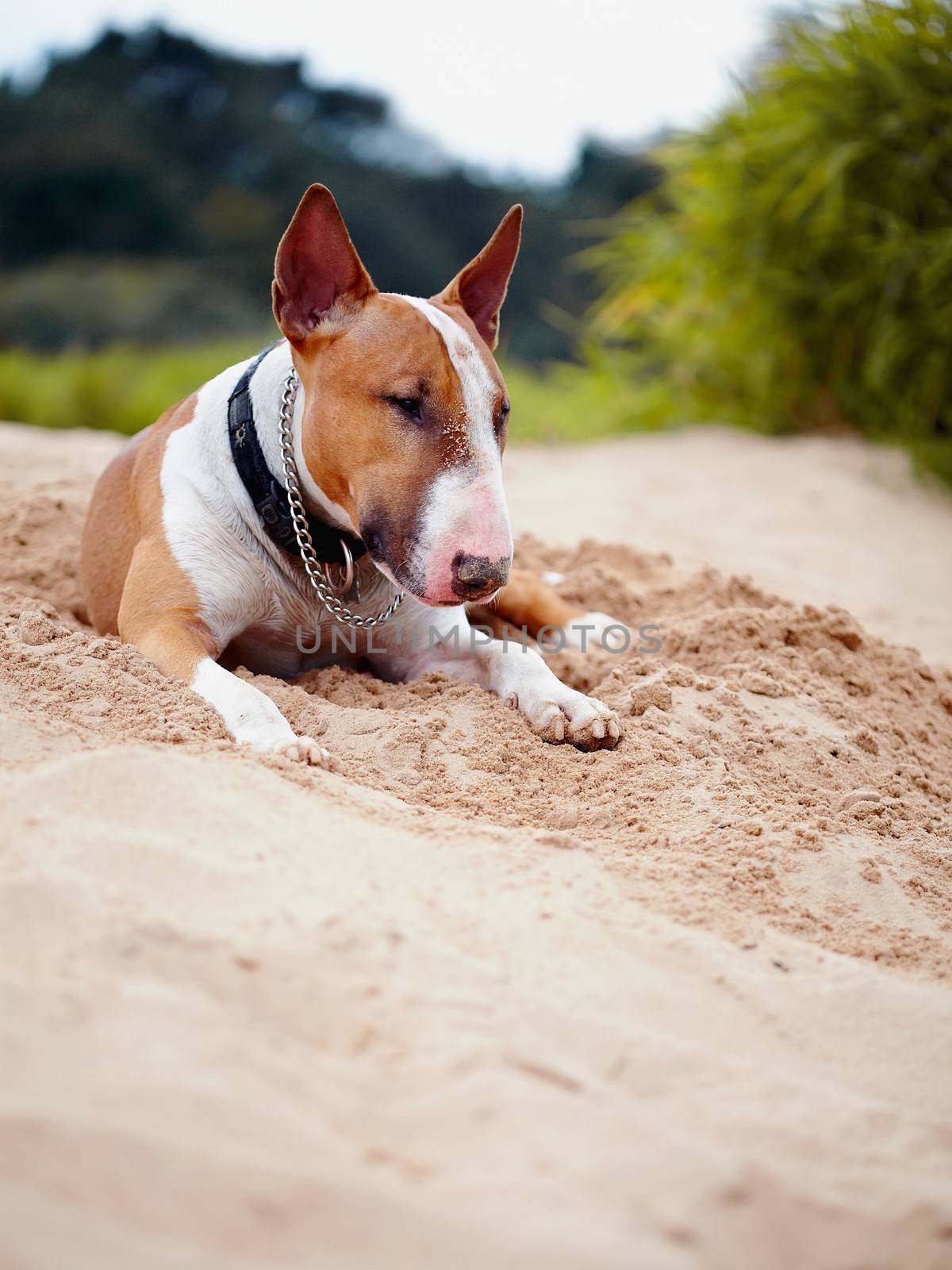 The red English bull terrier lies on sand. by Azaliya
