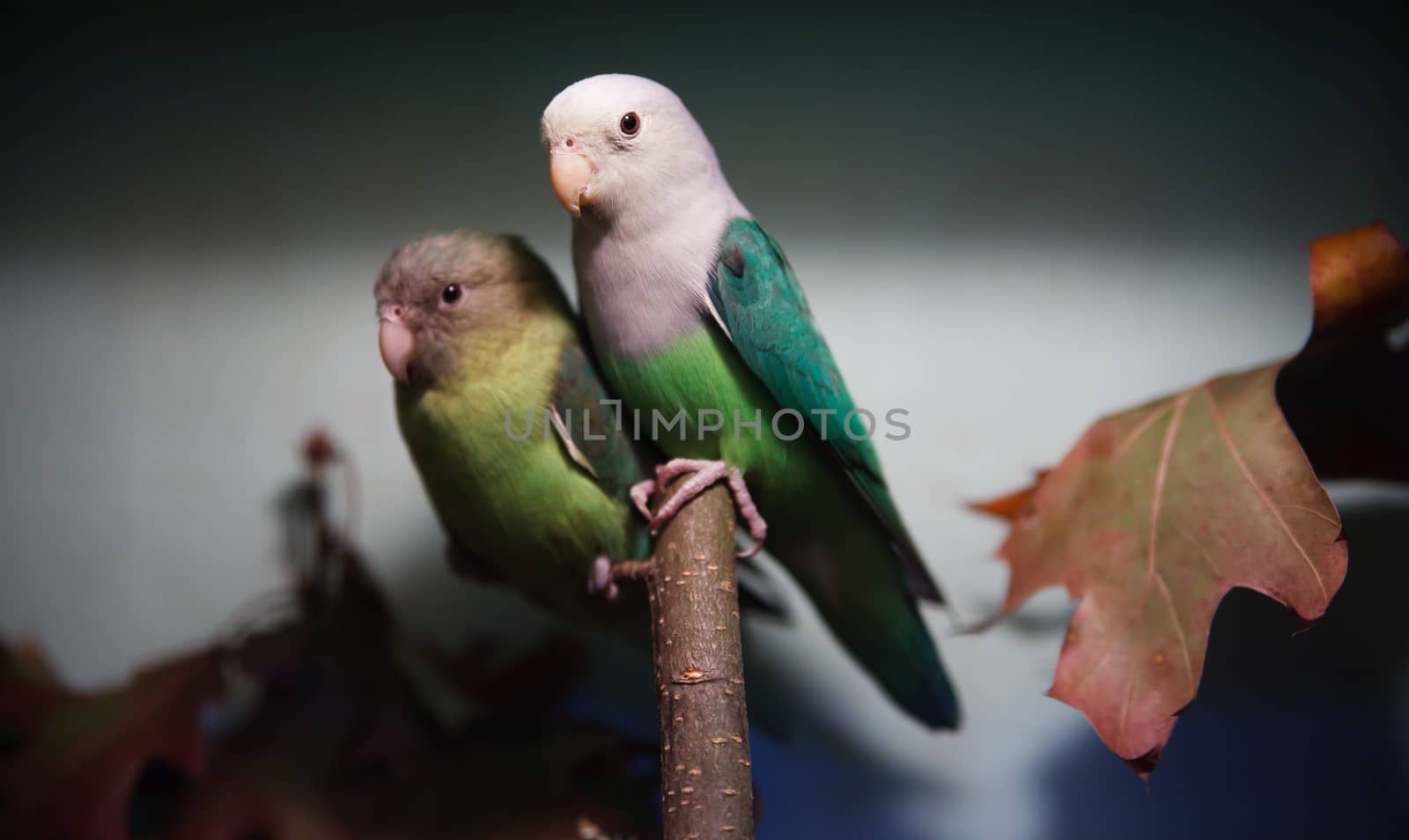 Parakeet portrait with wounderful background