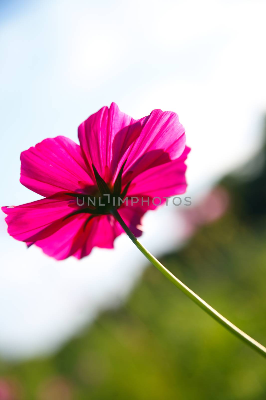natural fresh flower in natur with nice background