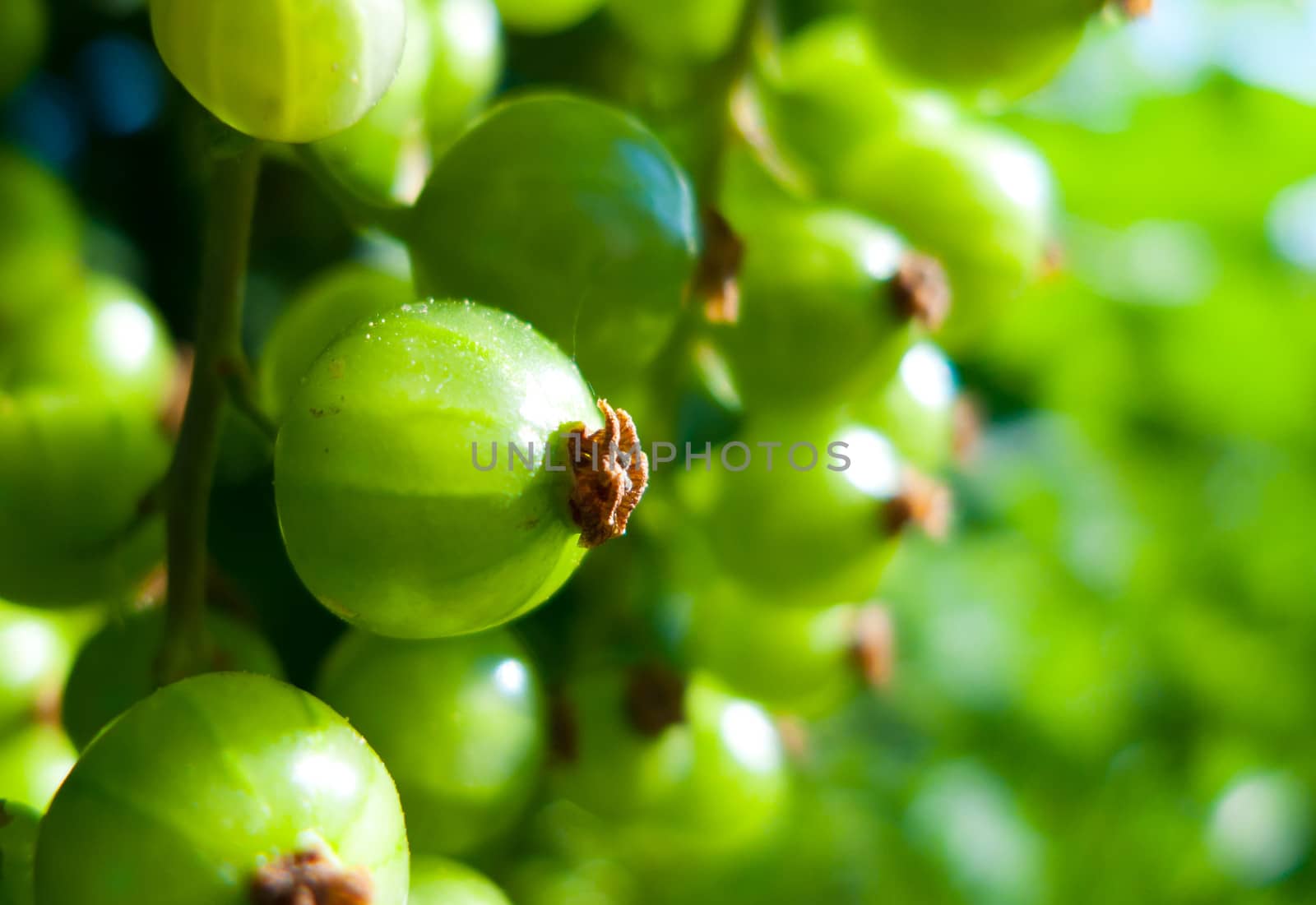 green currant by anobis