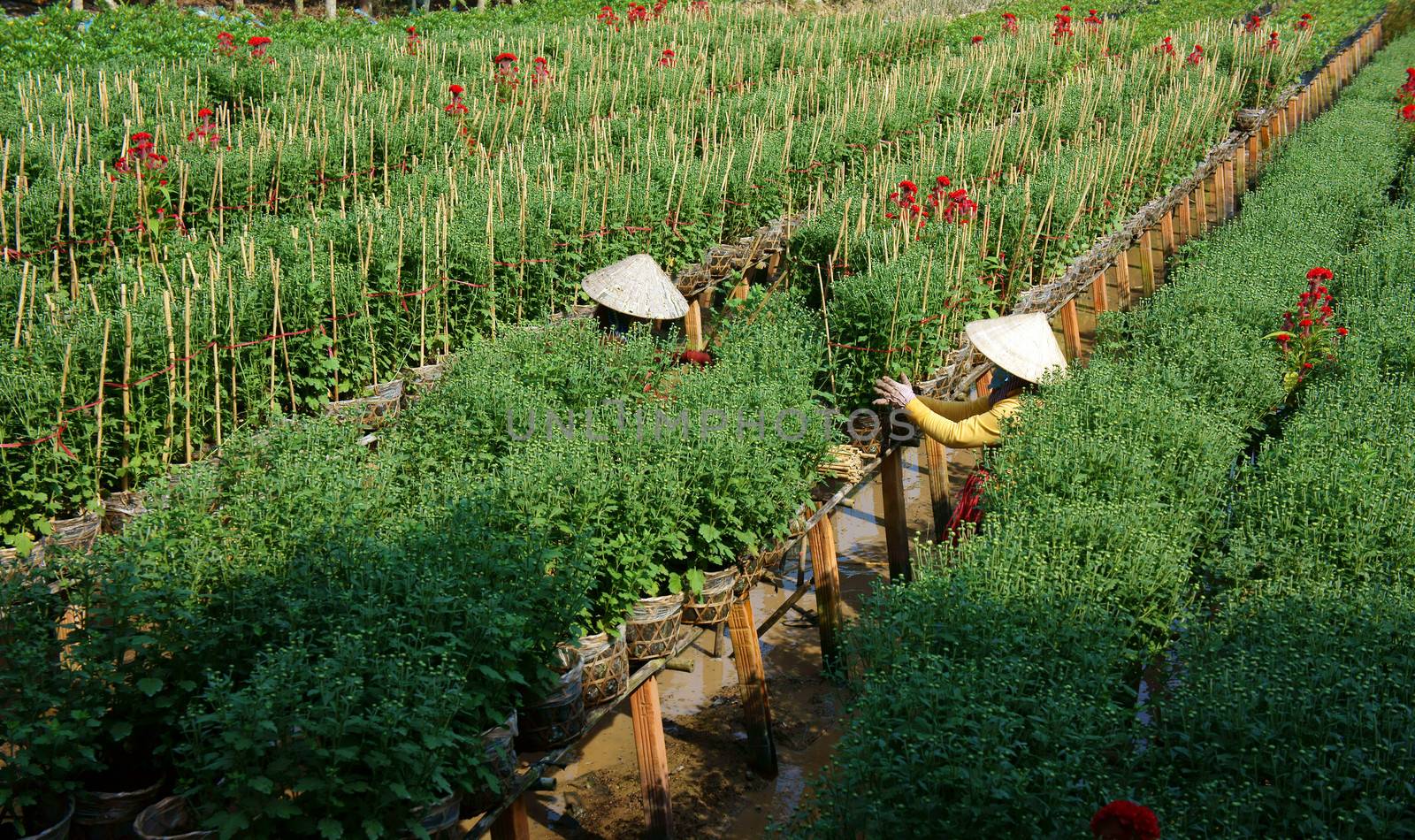 Sadec is the place product many flower for Tet, they plant in concentration area. This is daisy garden, flowerpot set on the frame