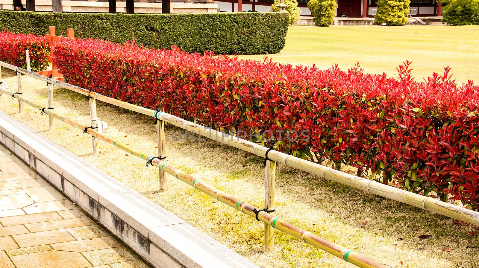 red rubiaceae in garden to serve as a fence