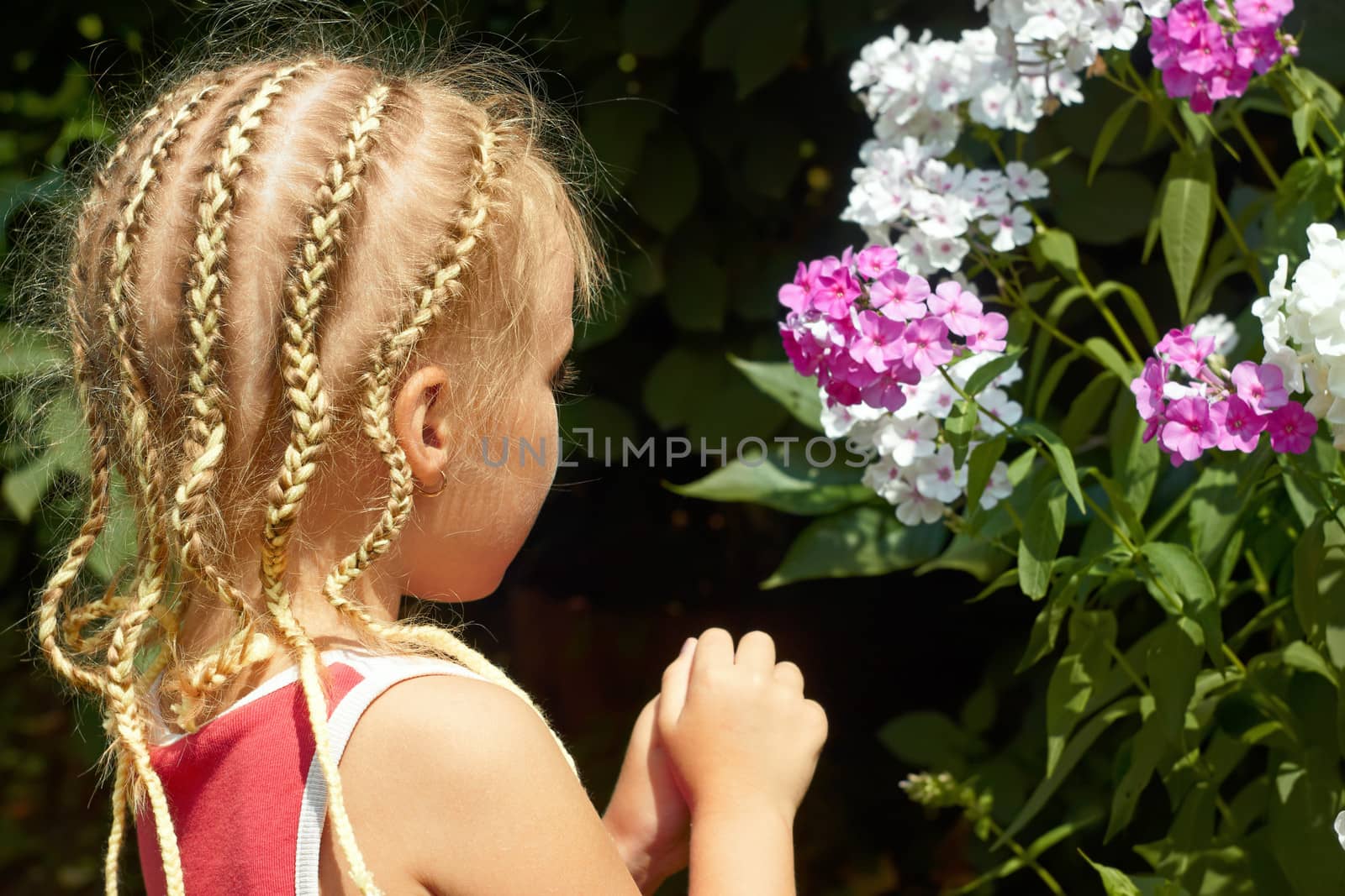 Little girl near the Hesperis plant by qiiip