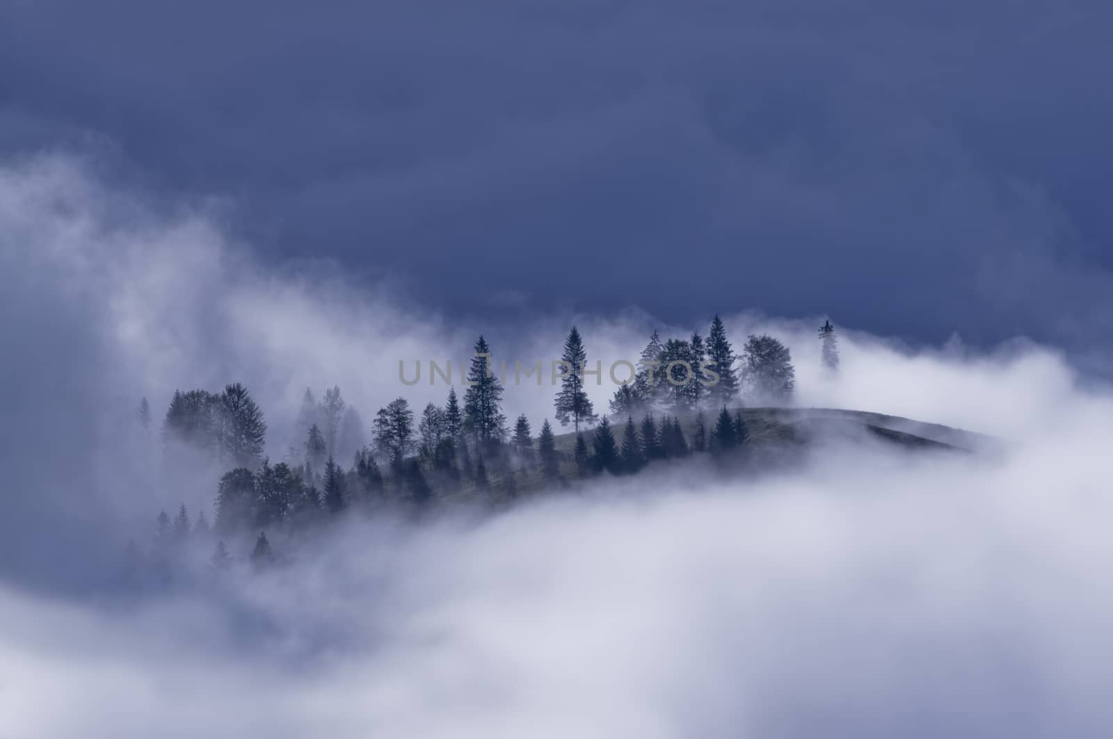 mystic forest in fog in the Carpthian Mountains