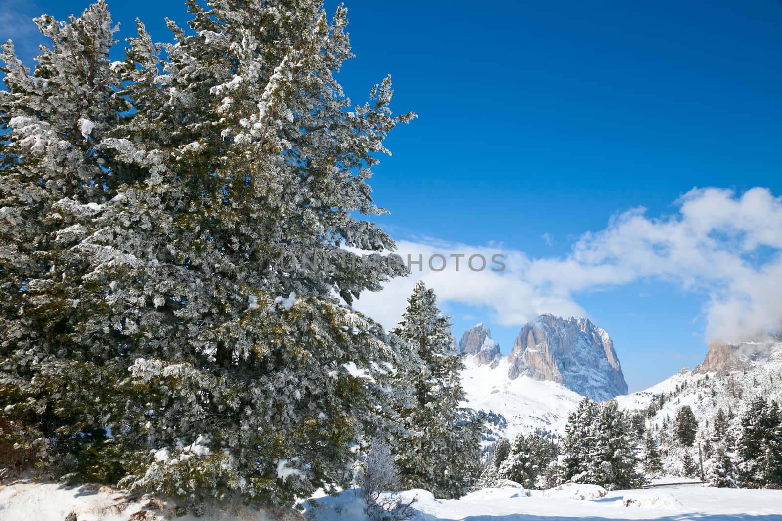 Fir trees on a mountain slope at Dolomites in Italy