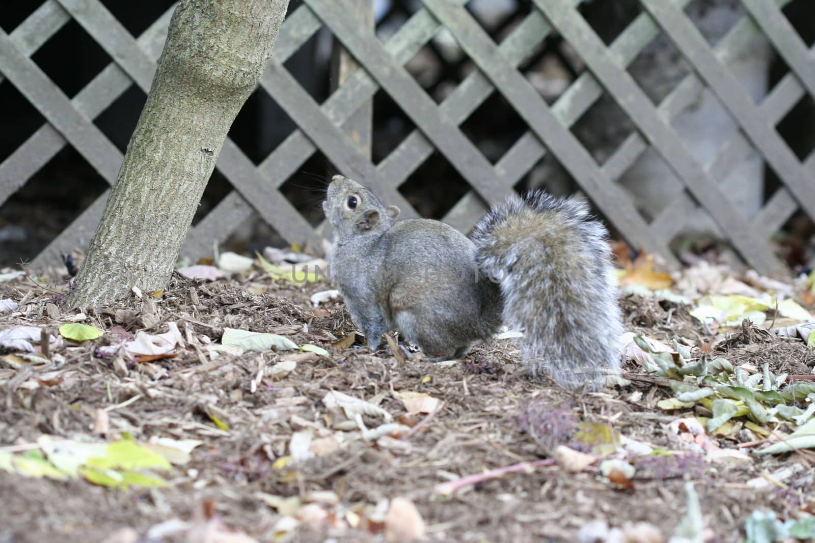 squirrel