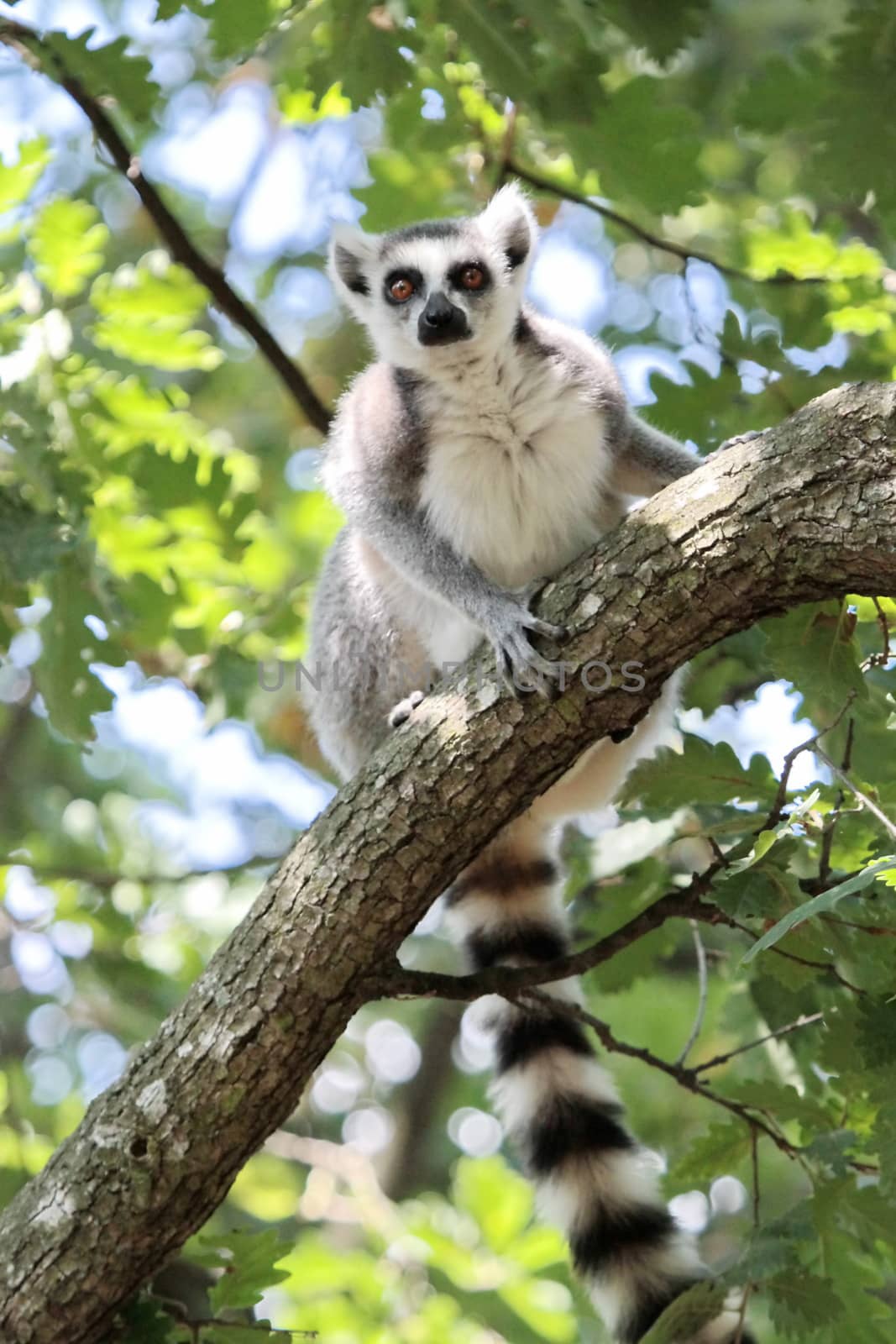 Lemur catta (maki) of Madagascar sitting on a branch and looking down