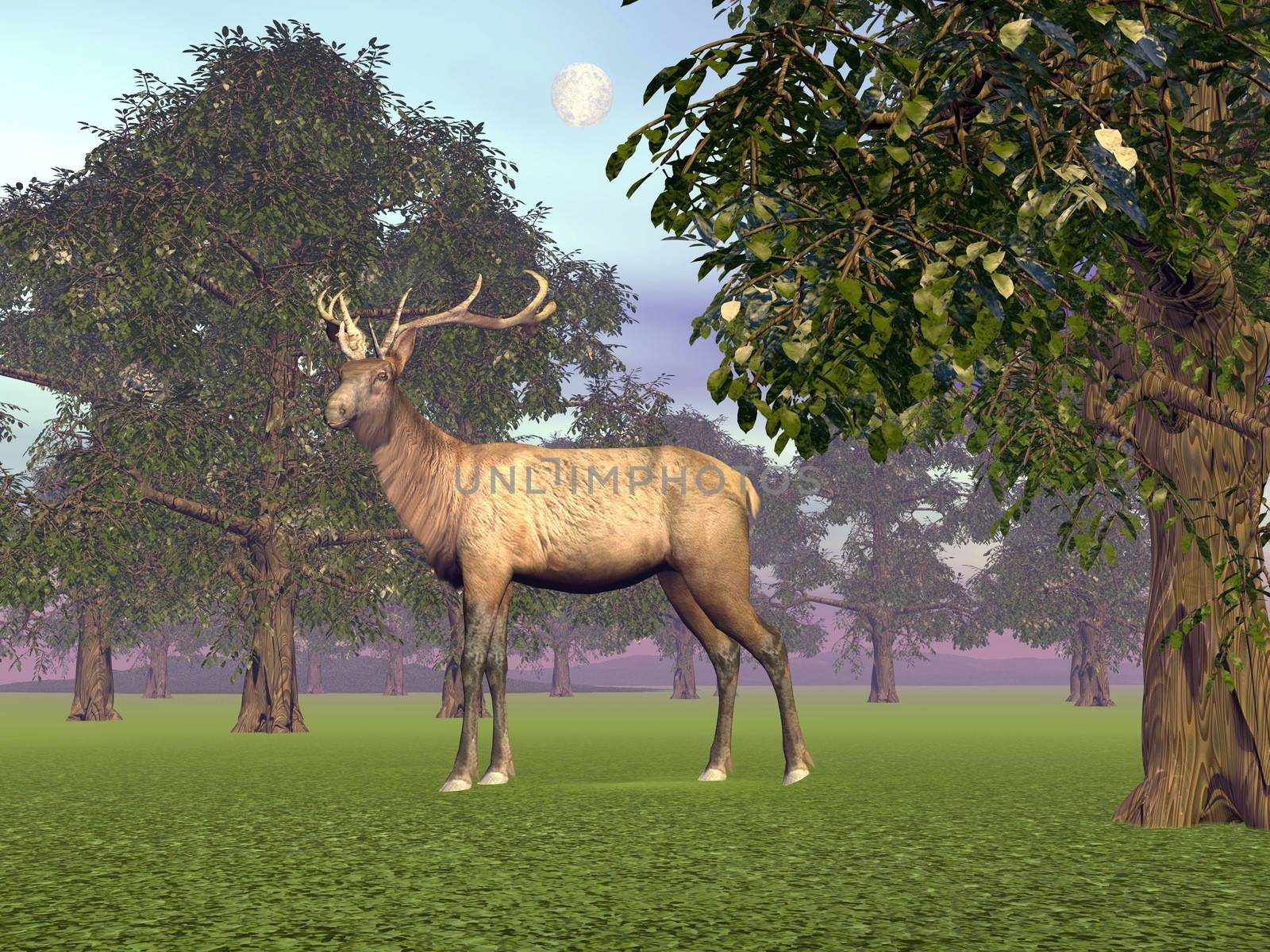 Elk standing quietly in the woods by full moon day