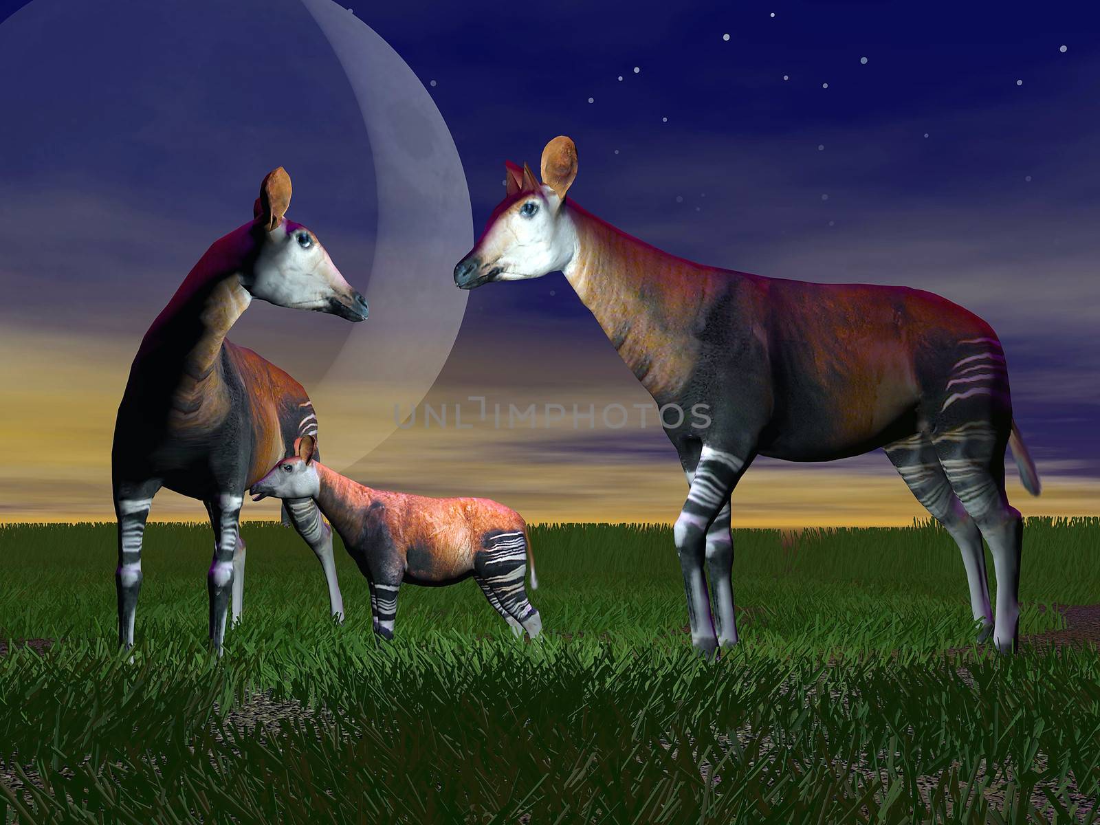 Okapi (okapia johnstoni) family standing on the grass by night