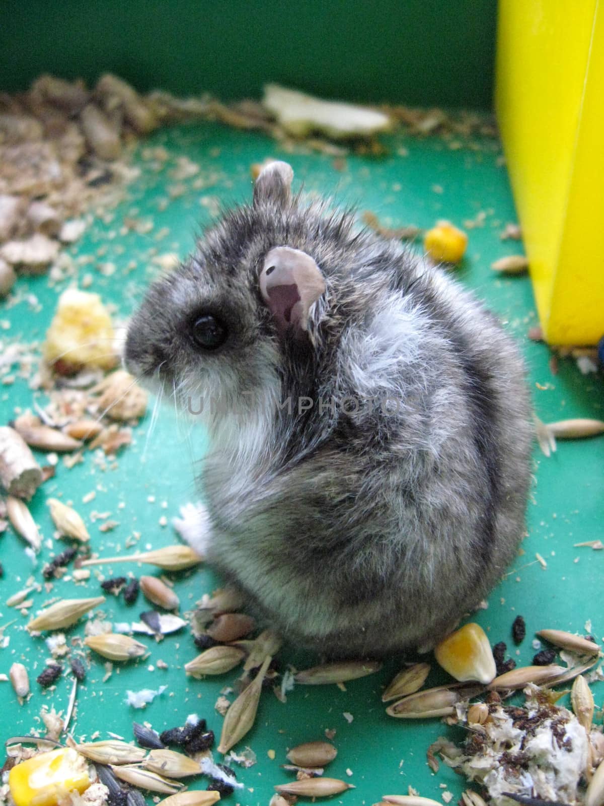 small grey hamster in the cell eats piece of cheese