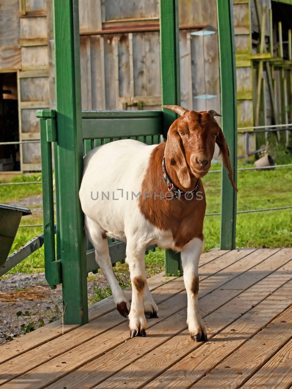 goat on a porch by debramillet