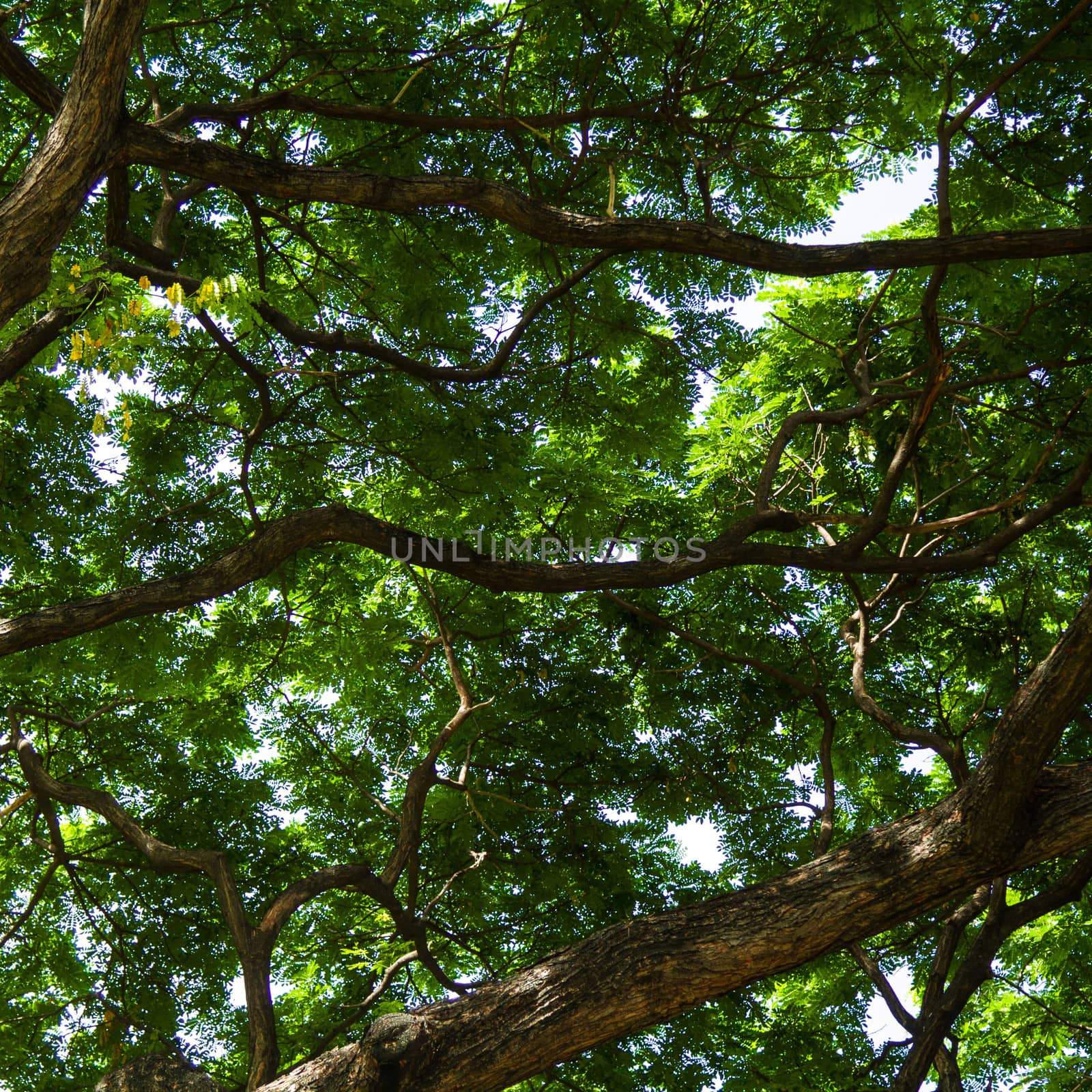 Under the tree with branch and green leaves