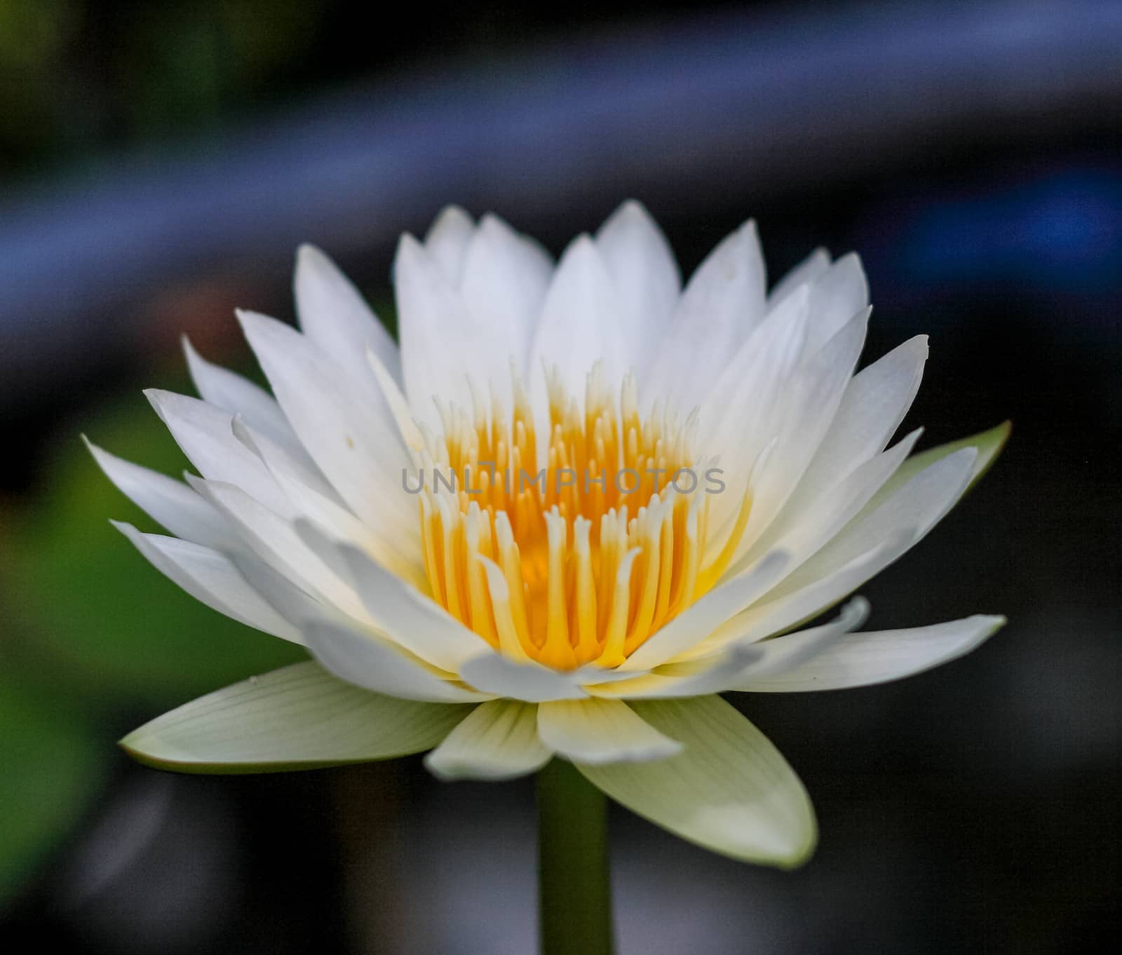 Close up lotus blossom blooming in pond